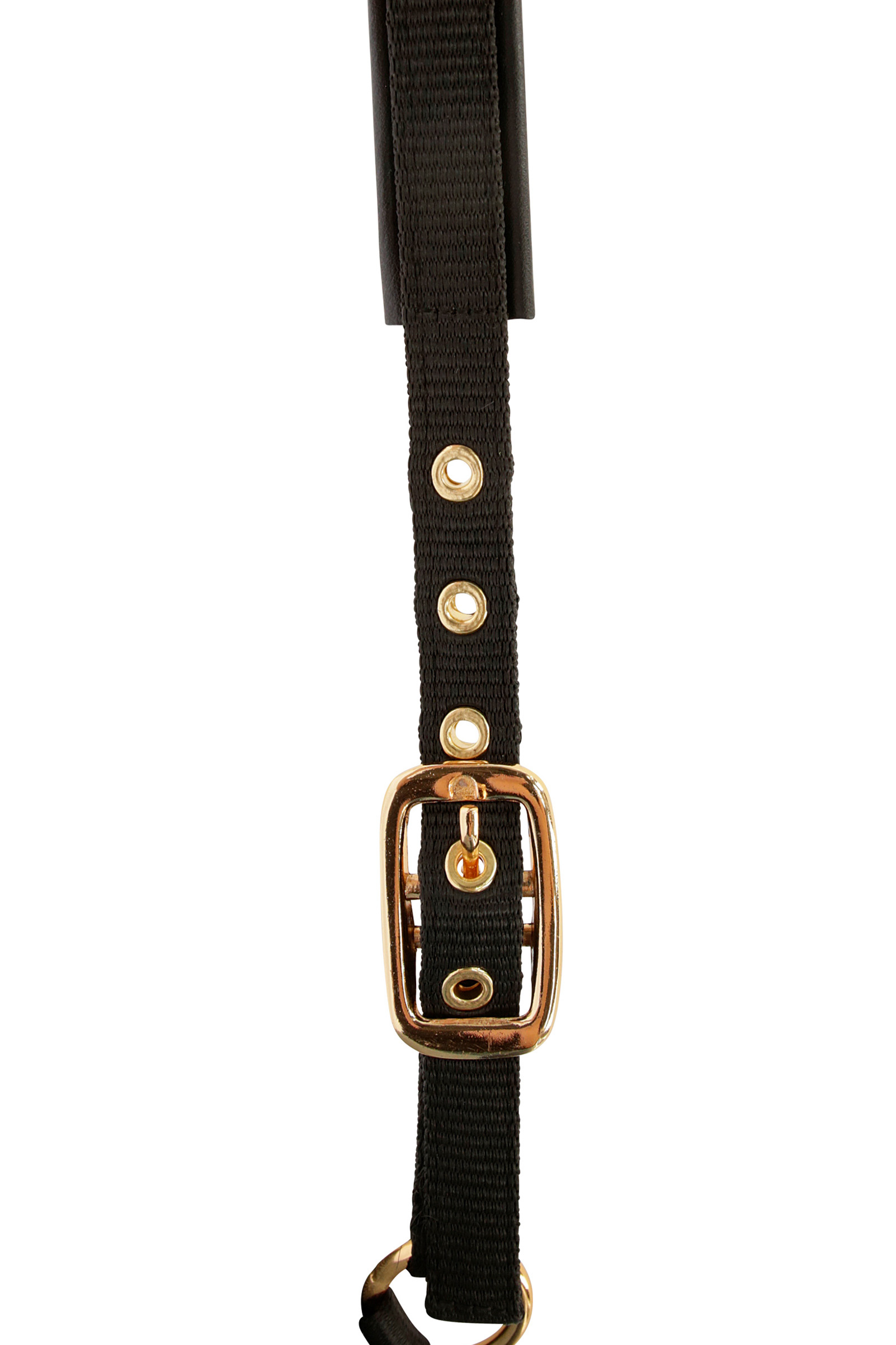 Cabezada de Cuadra para Potro Covalliero TopLine