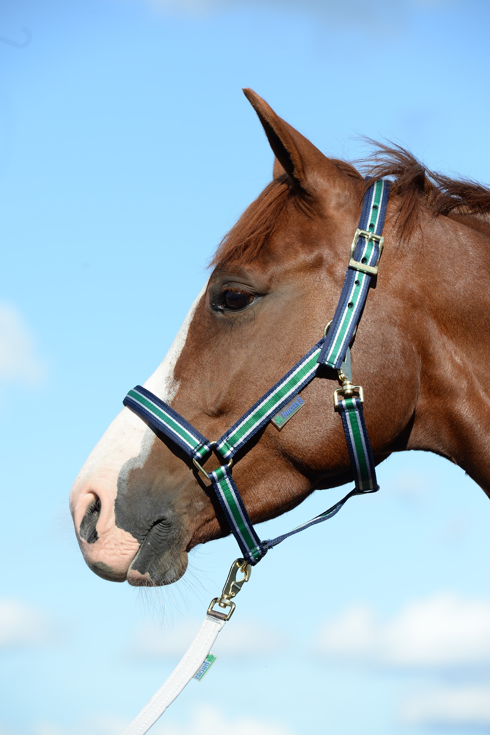 Off-White/Dark Blue Cabezada de Cuadra Acolchada Bucas Dublin Luxury