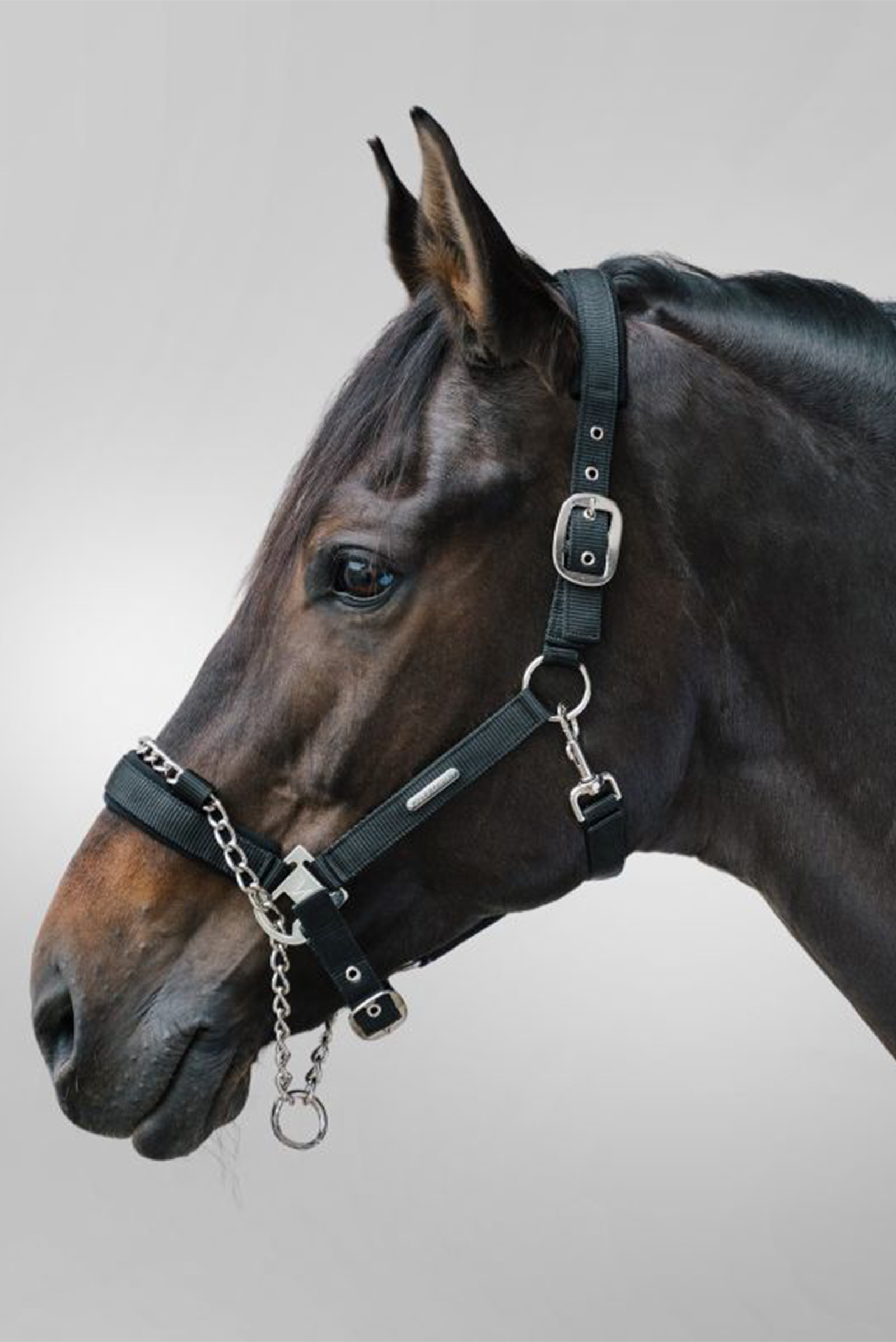 Waldhausen Pro Safety cabezada