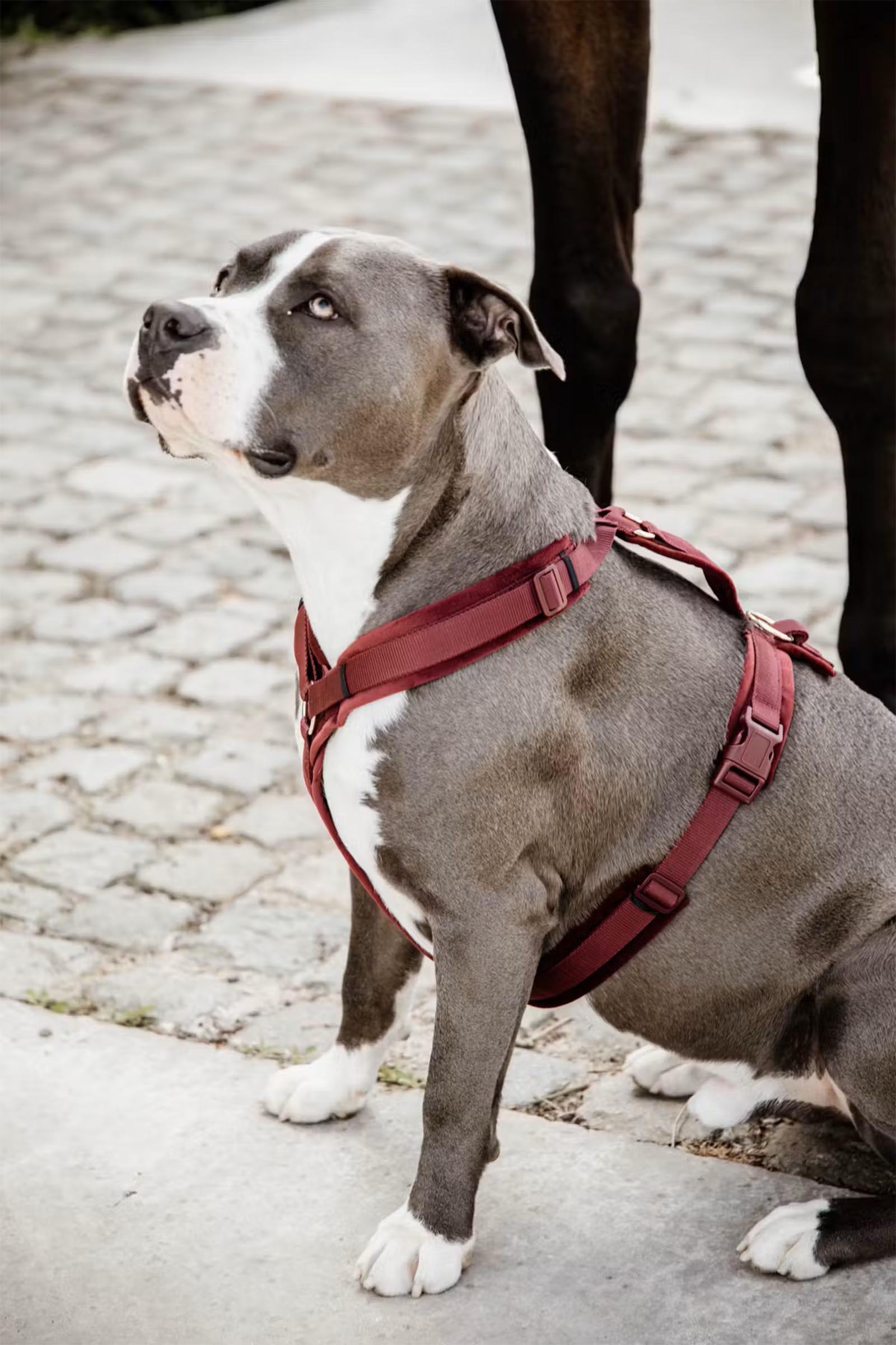 Kentucky Dogwear Active Velvet Arnés de Terciopelo 