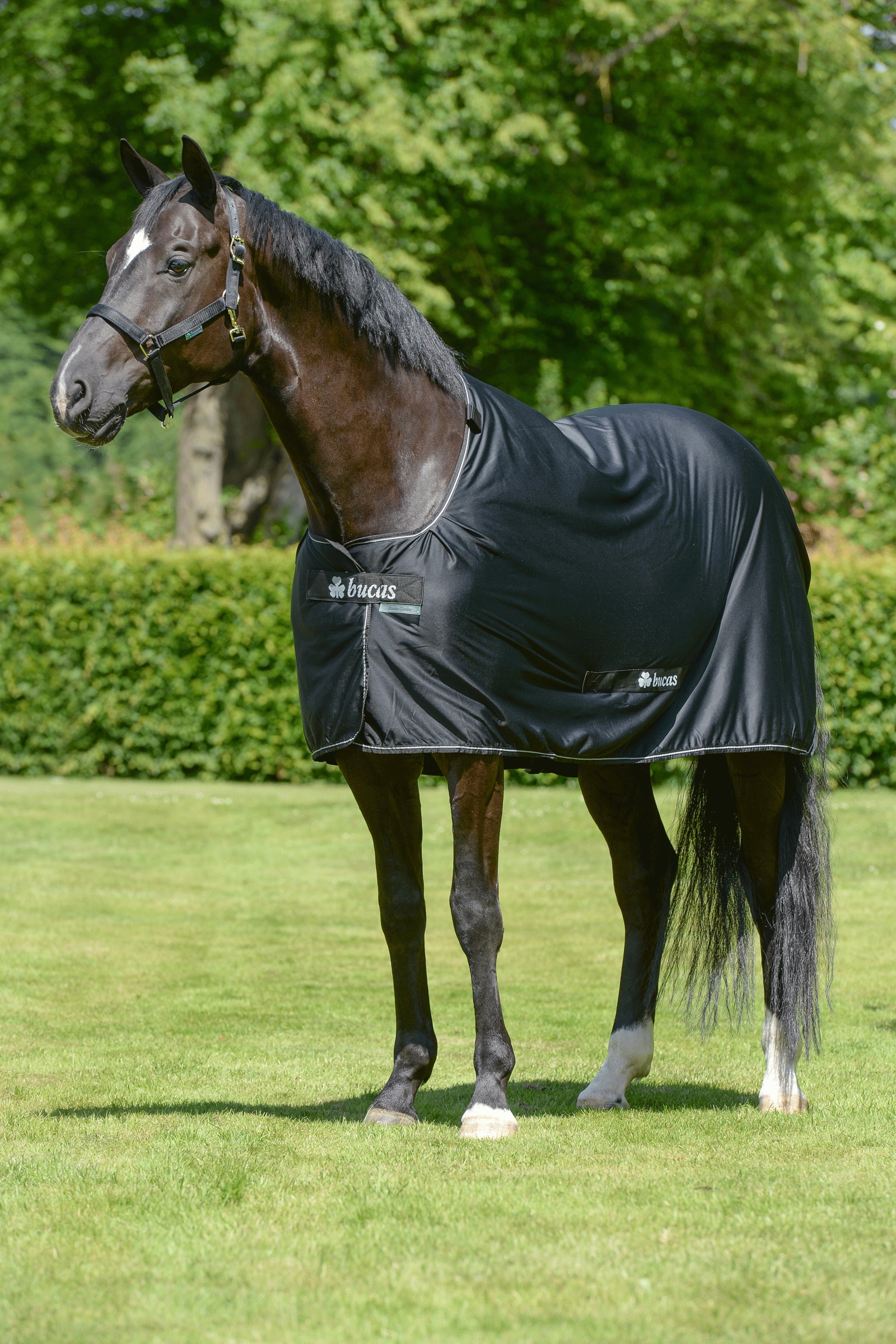 Bucas Power manta secante