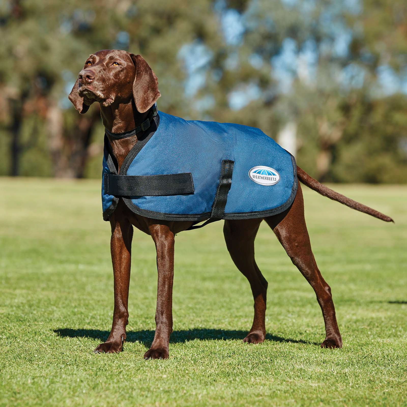 Abrigo para Perro Weatherbeeta Comfitec Classic (45-80cm)
