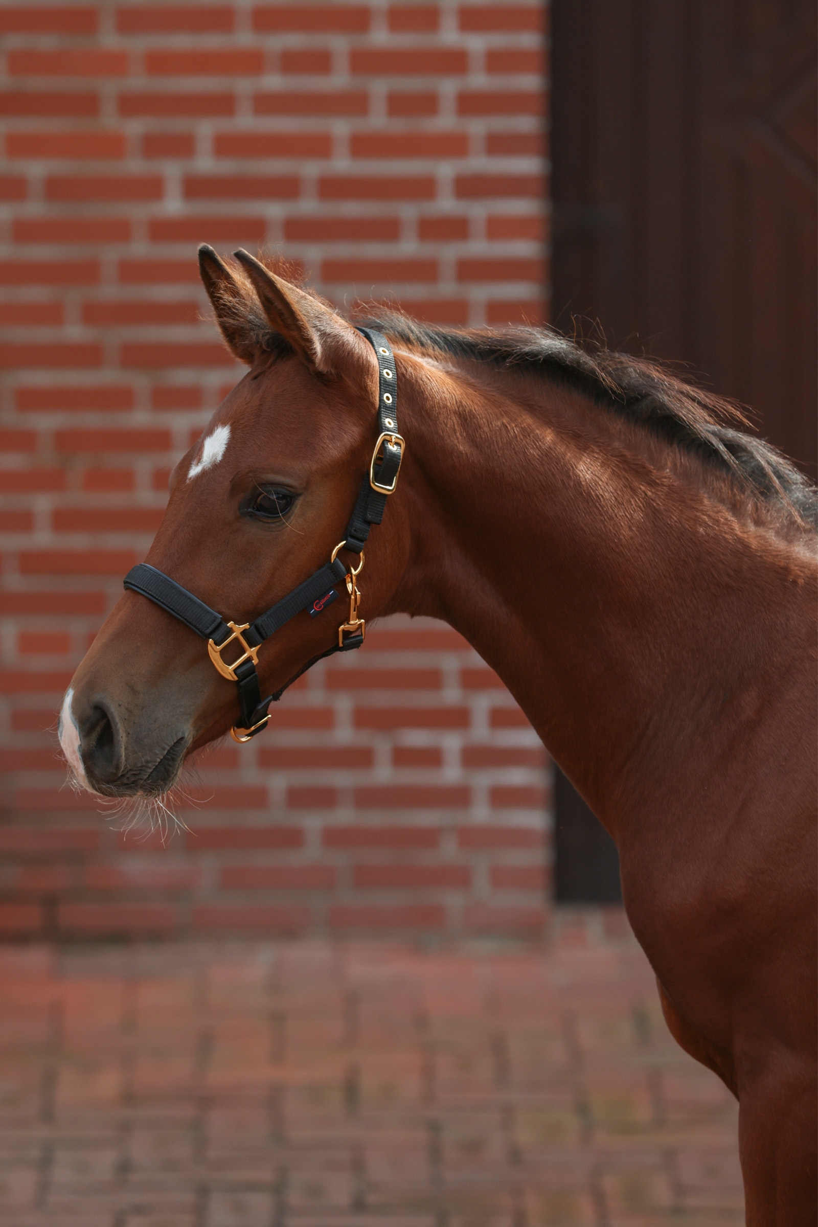 Cabezada de Cuadra para Potro Covalliero TopLine