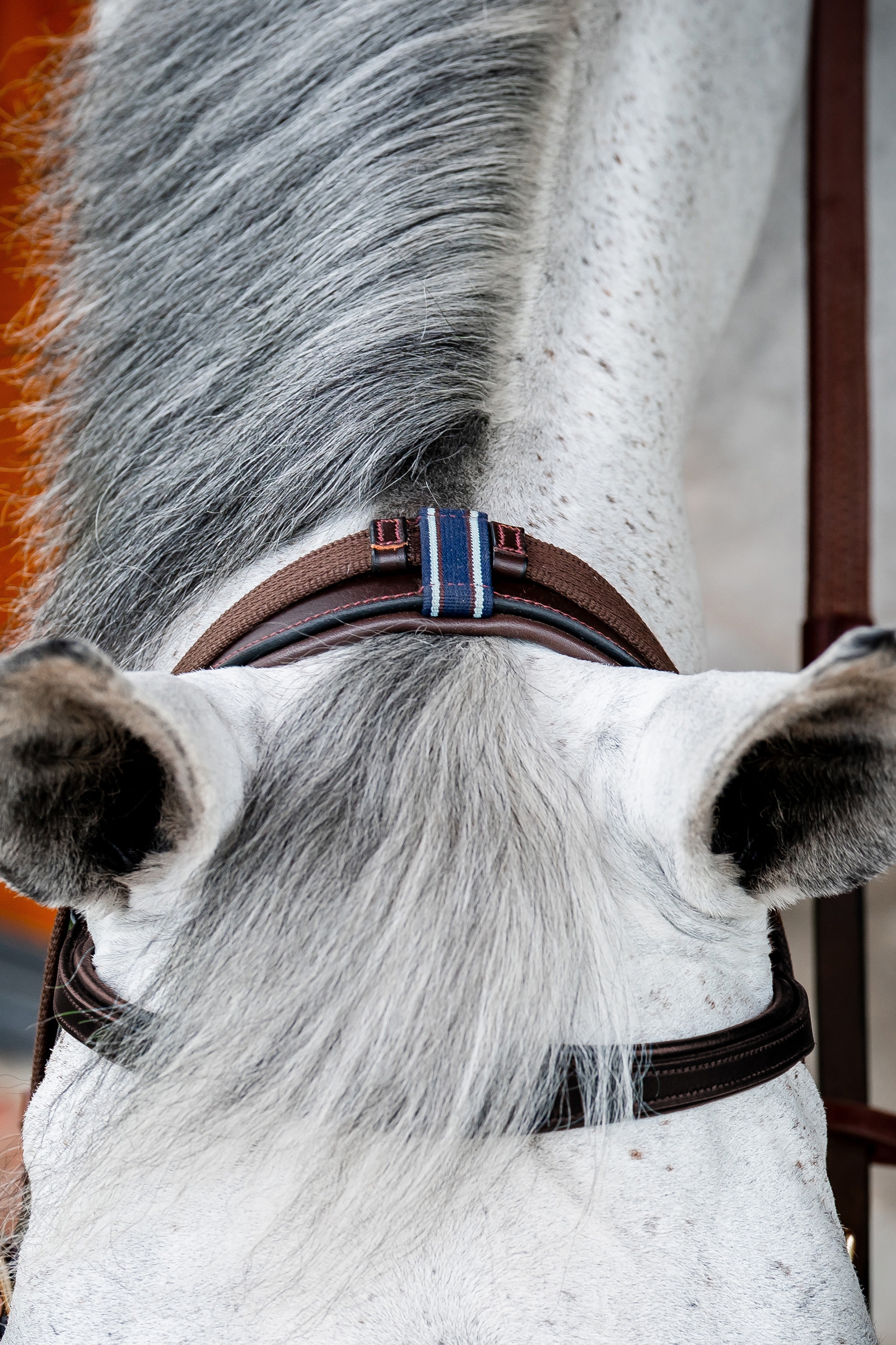 Horseware Micklem 2 Multi Cabezada