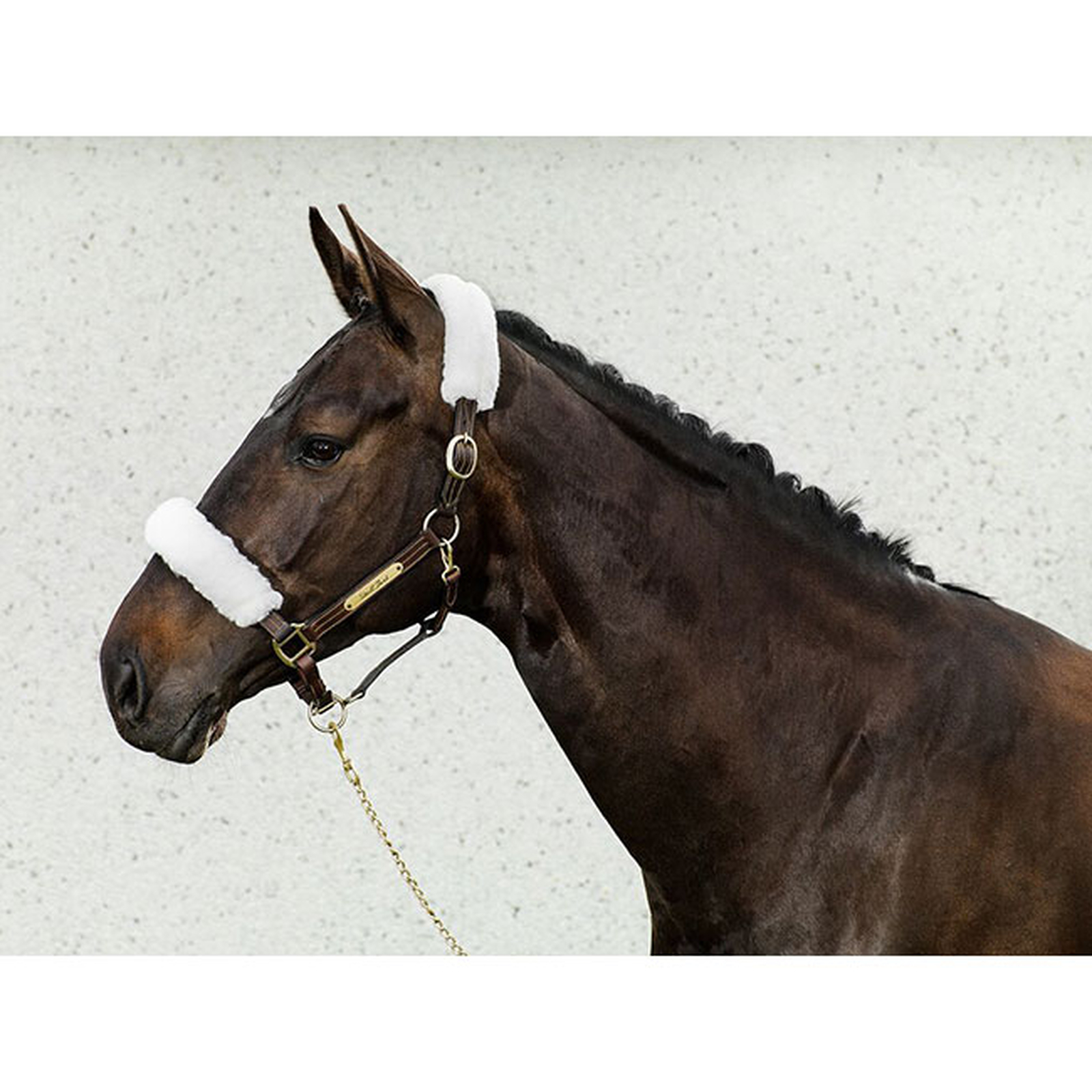 Fundas para Cabezada de Cuadra Back on Track