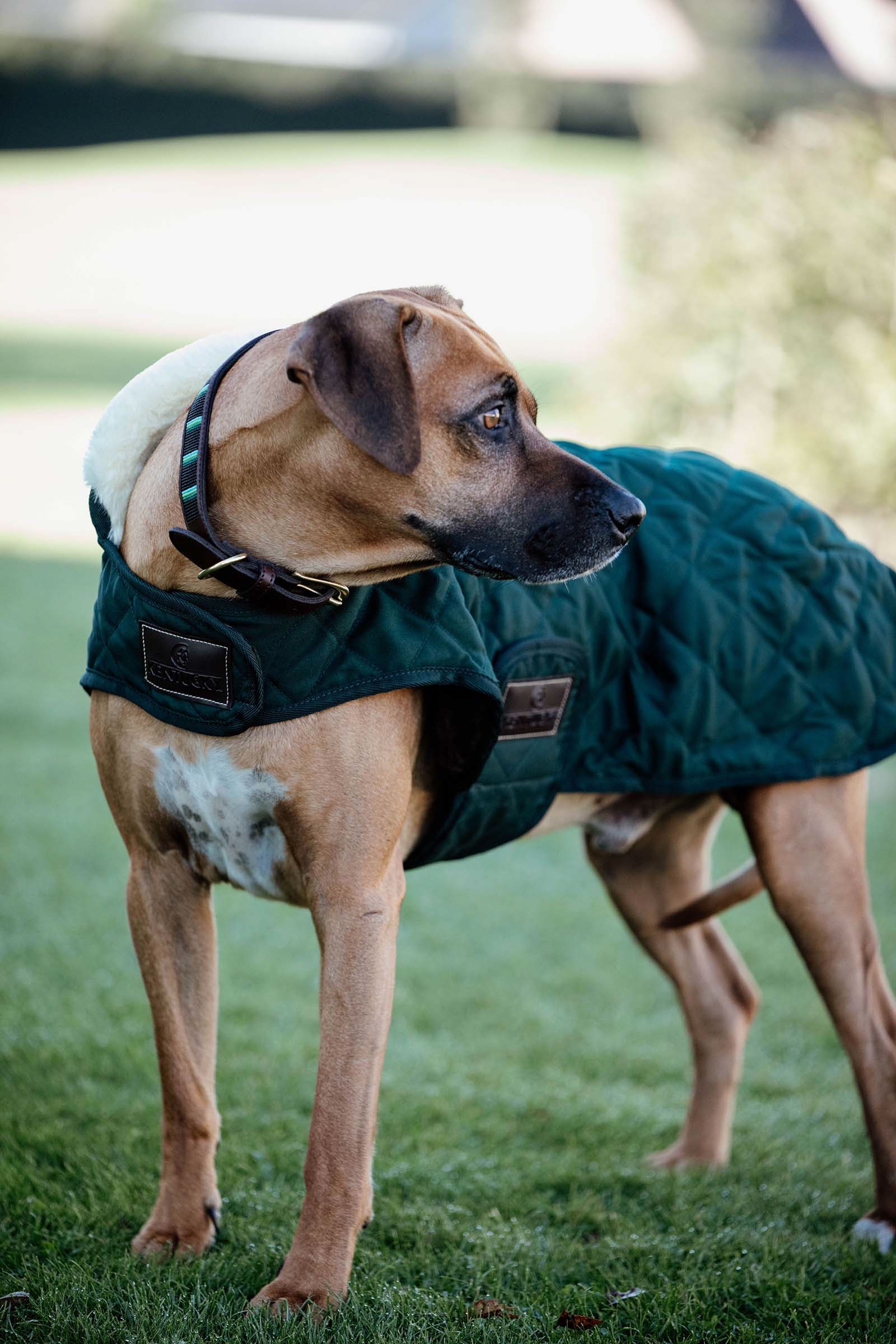 Dark Green Abrigo impermeable para perros Kentucky Dogwear