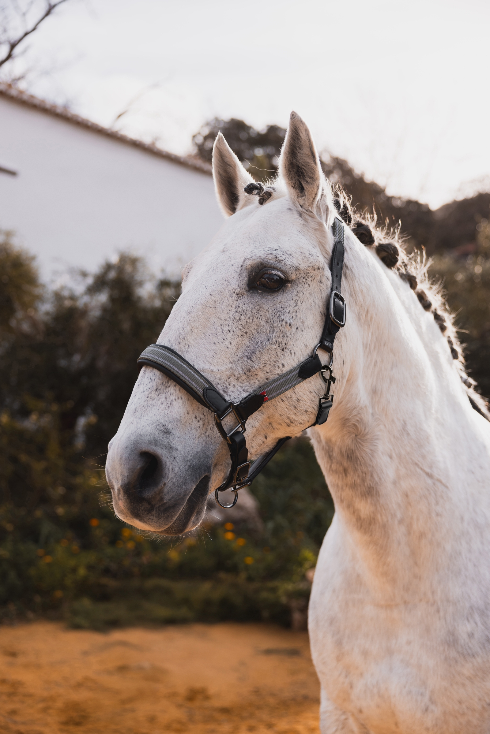 B Vertigo Lennox Cabezada cuadra