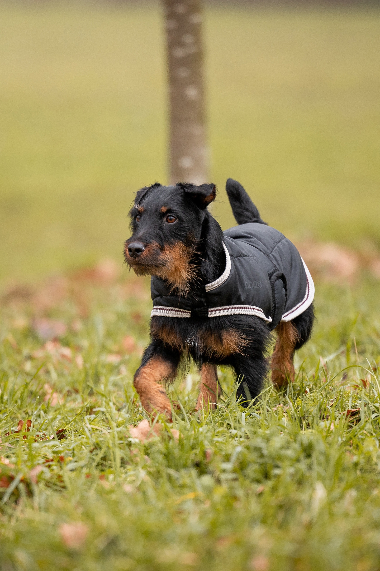 Manta para Perro 2-en-1 Horze Sudbury, 0g, 100g