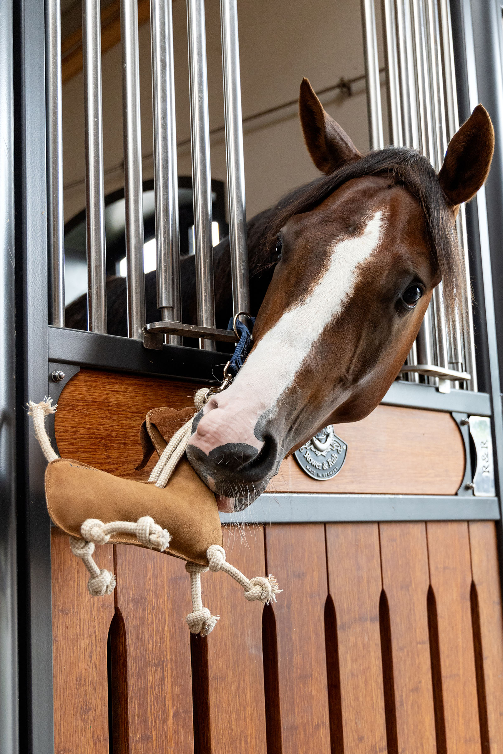 LeMieux juguete para caballos perro salchicha