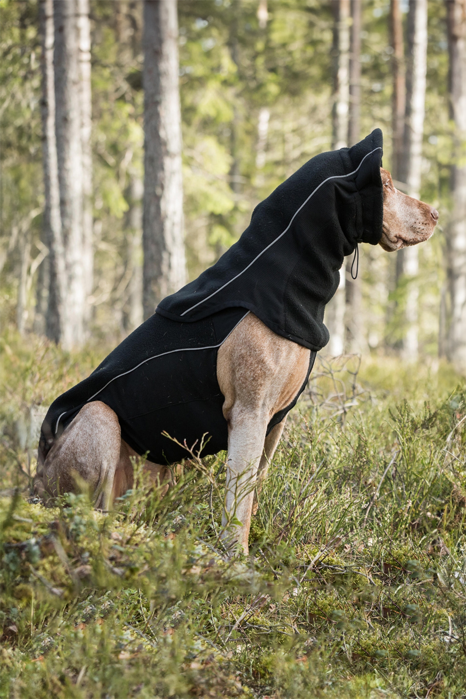 Bufanda Tubular para Perro Back on Track Benji