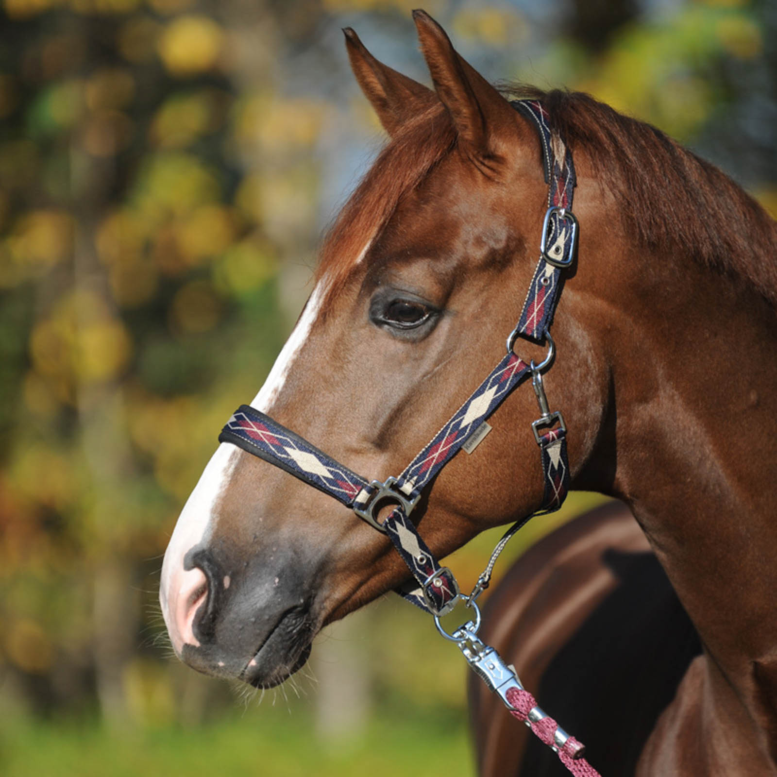 Cabestro Raute clásico de Kavalkade
