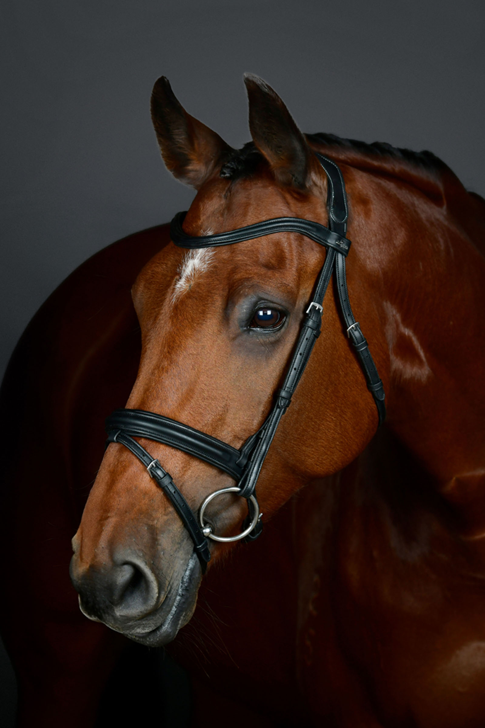 Black Collegiate Comfitec Opulux cabezada sencilla acolchada con muserola combinada tipo hannoveriano