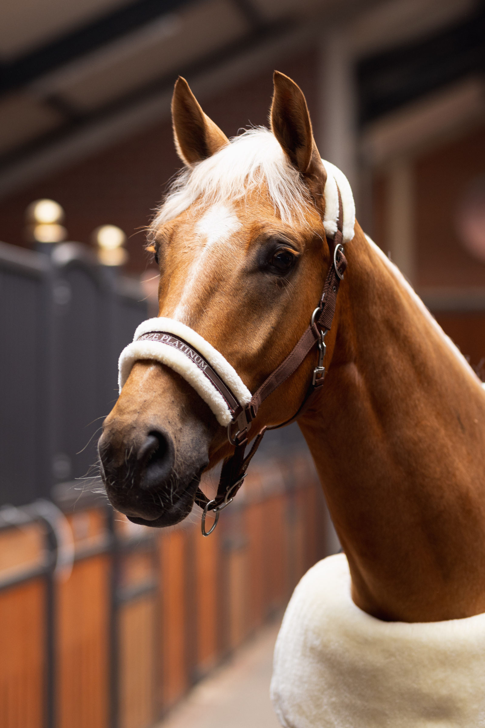Extra chic in Espresso Brown