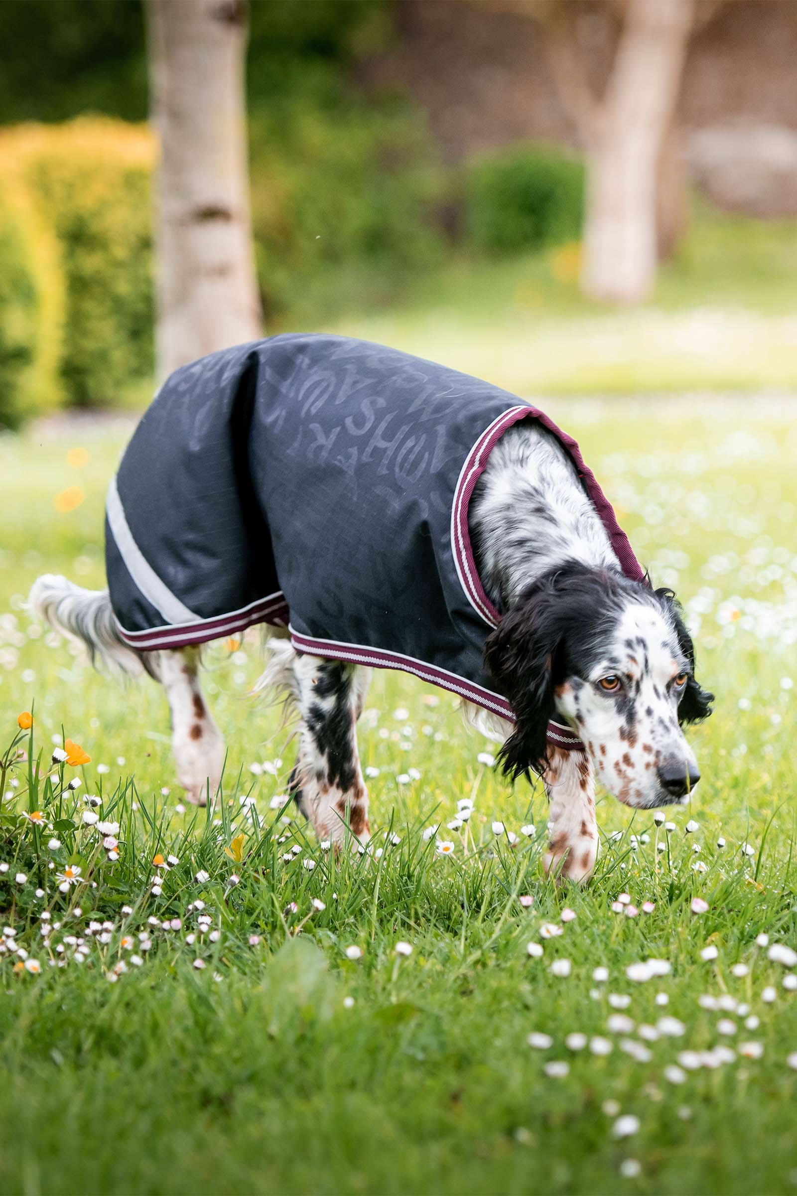 Manta para Perro Horseware Amigo Ripstop, 100g