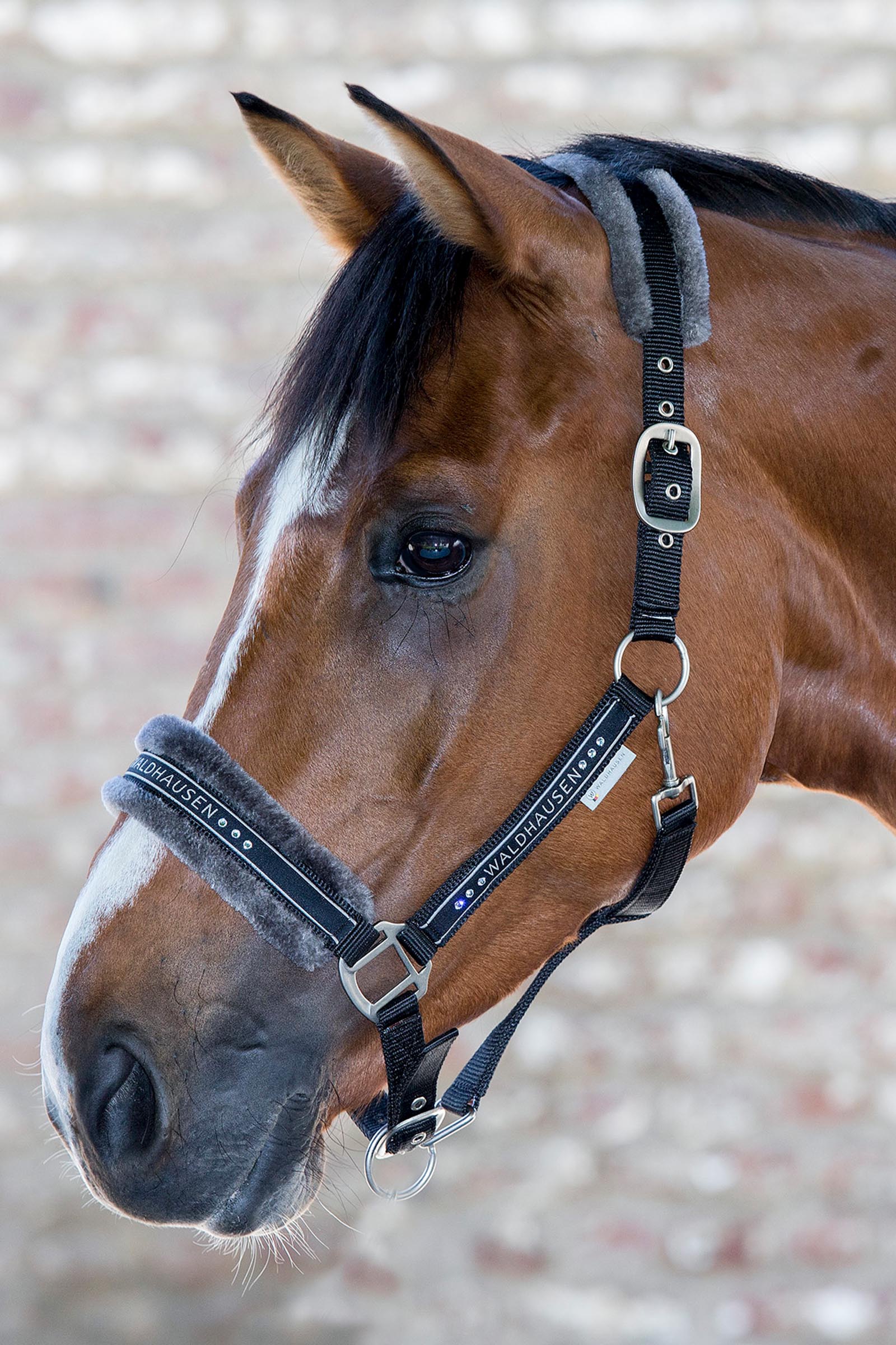 Waldhausen cabezada de cuadra Elegant