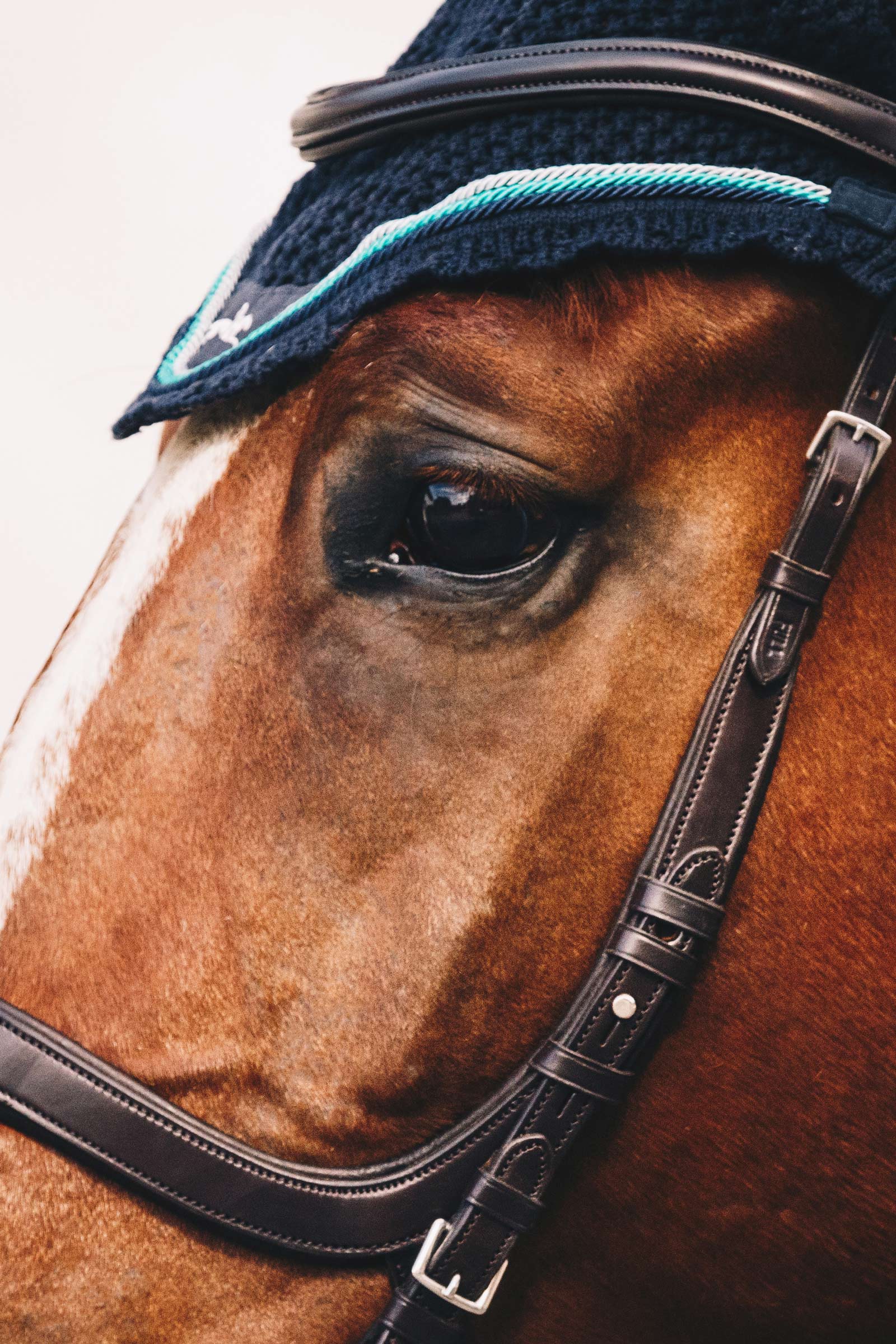 Schockem&ouml;hle Sports Equitus Delta Cabezada