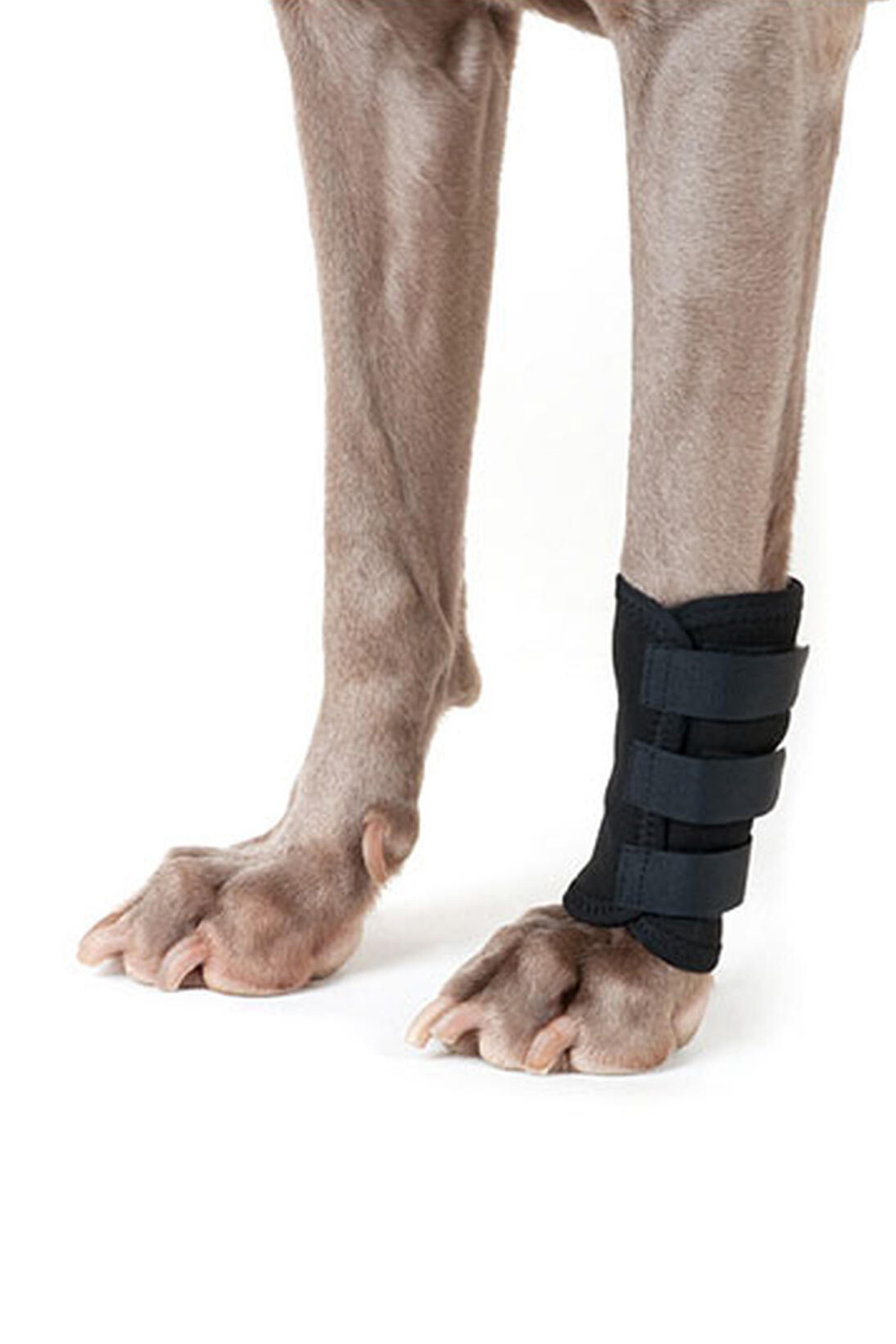 Paño para Pata de Perro Back on Track (1 pieza)