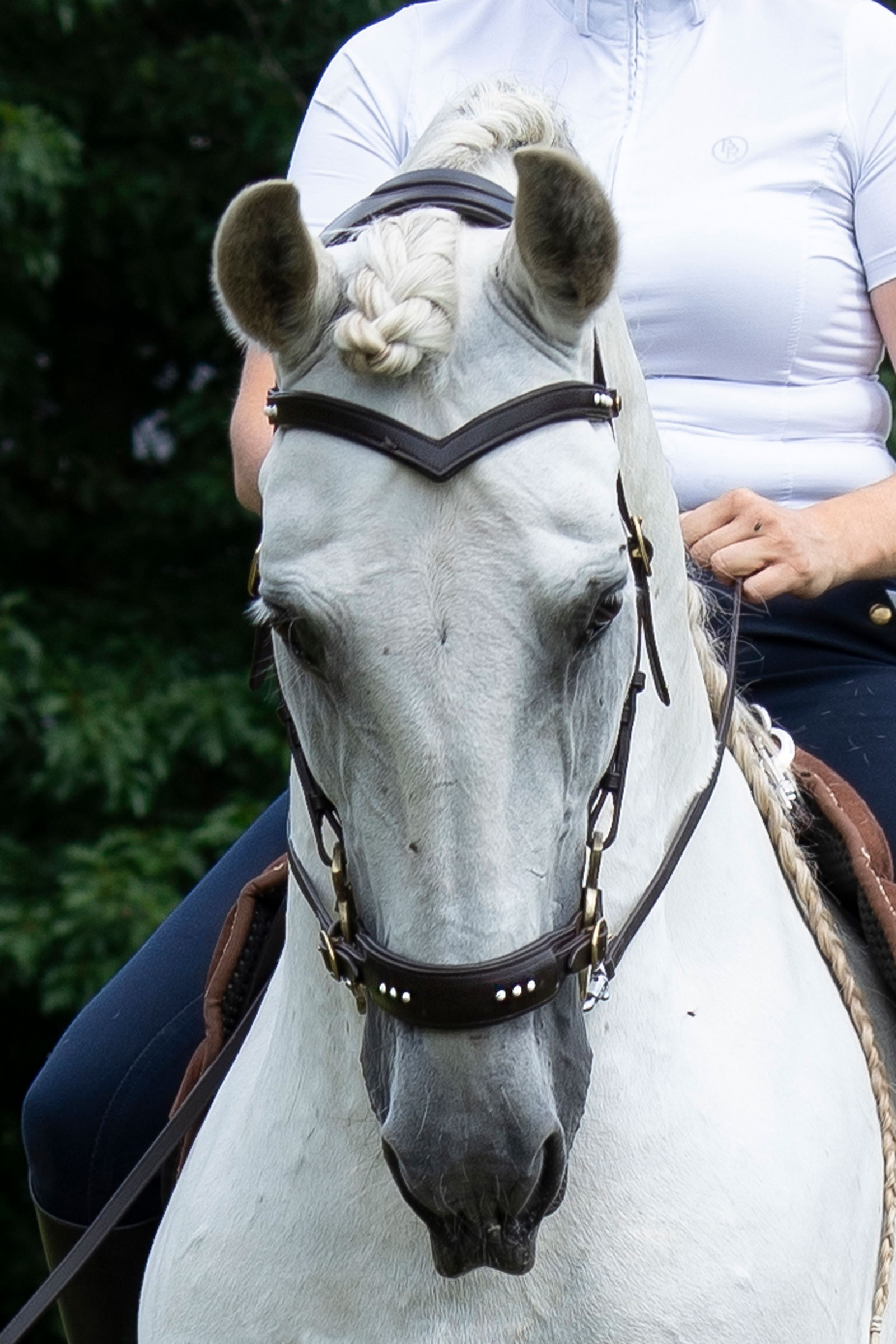 F.R.A. Freedom Riding Articles Glory cabezada Hackamore con riendas (Sistema 2), marrón