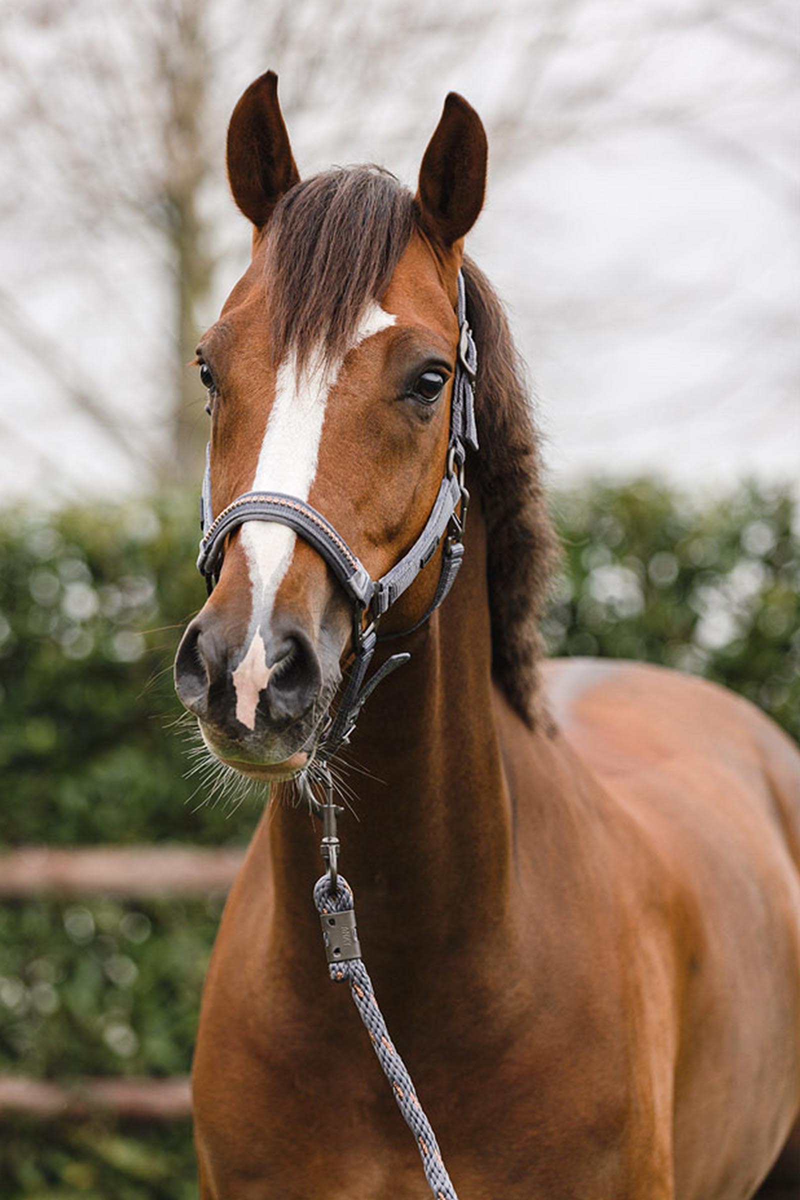 ANKY Cabezada Stones con Ramal