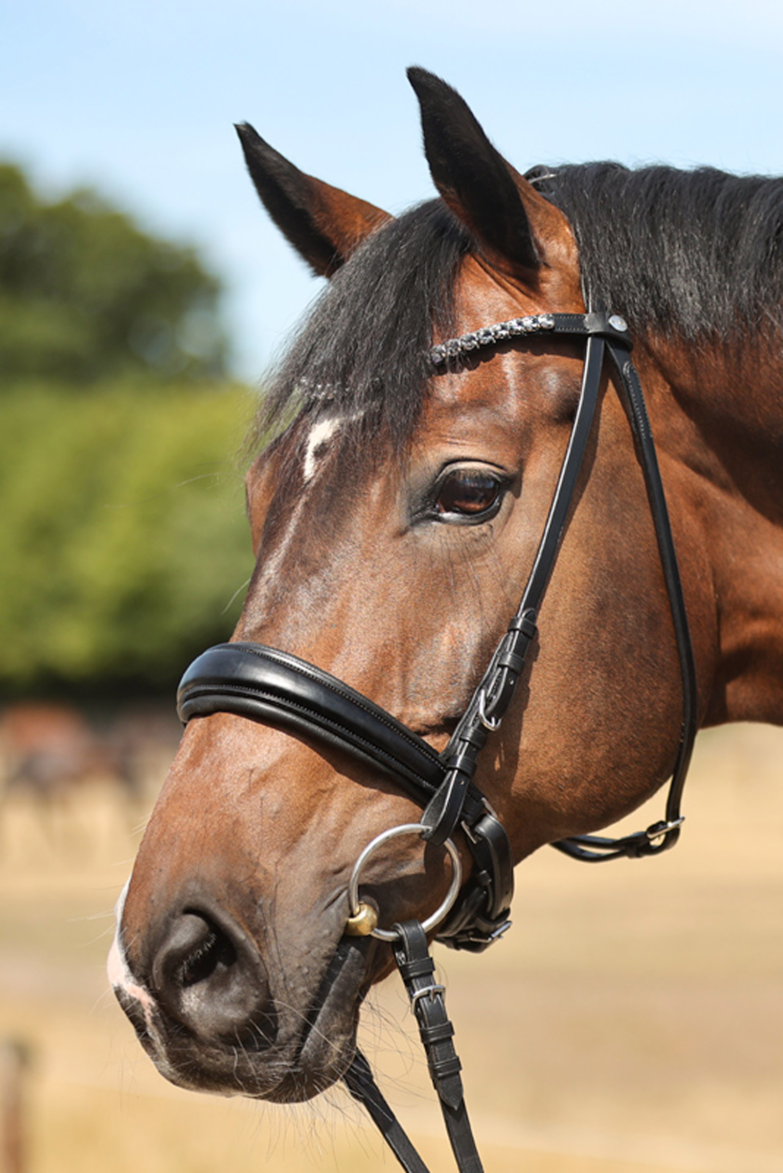 Cabezada Kavalkade Ayana KavalSH4