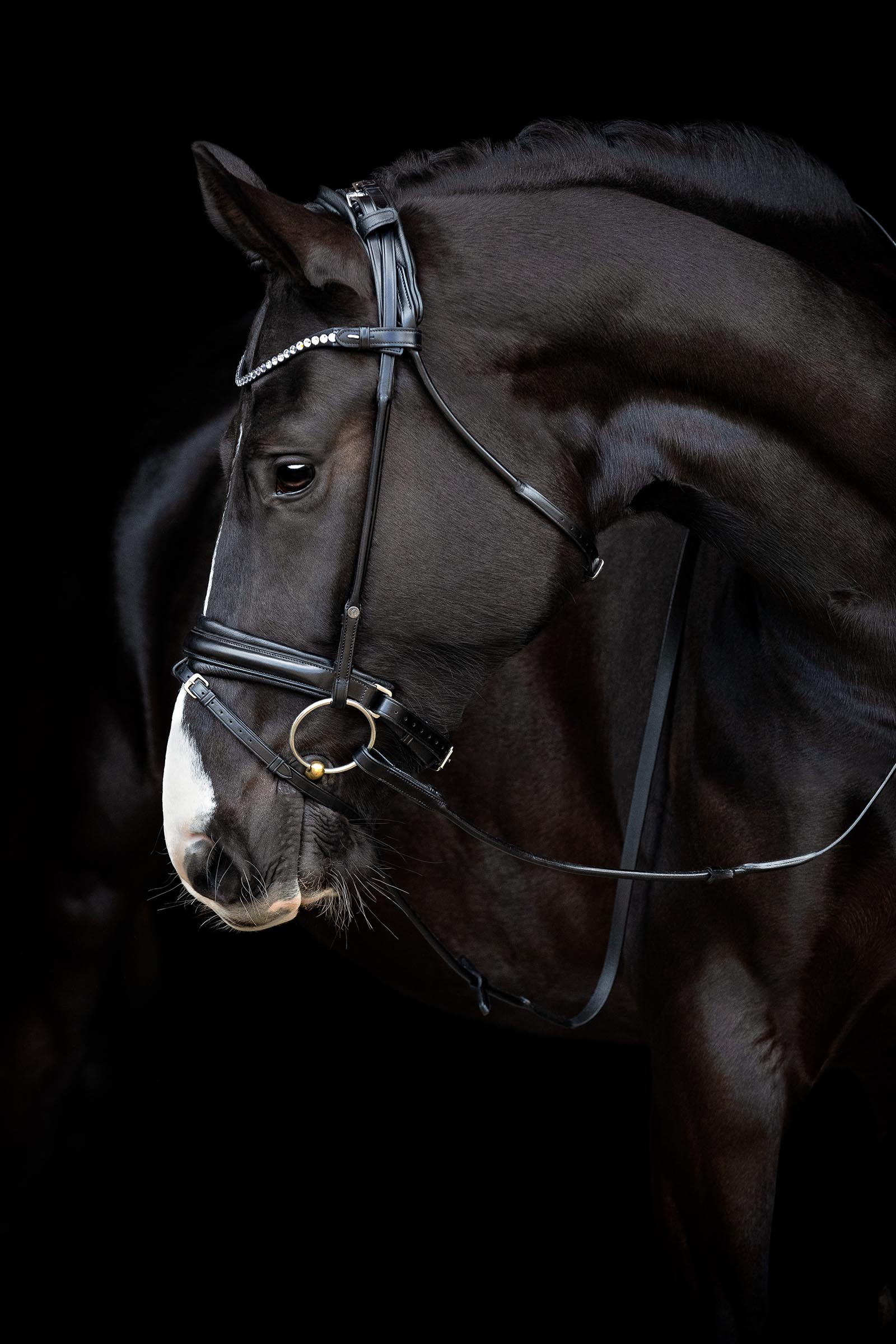 Catago Shay Rolled Bridle