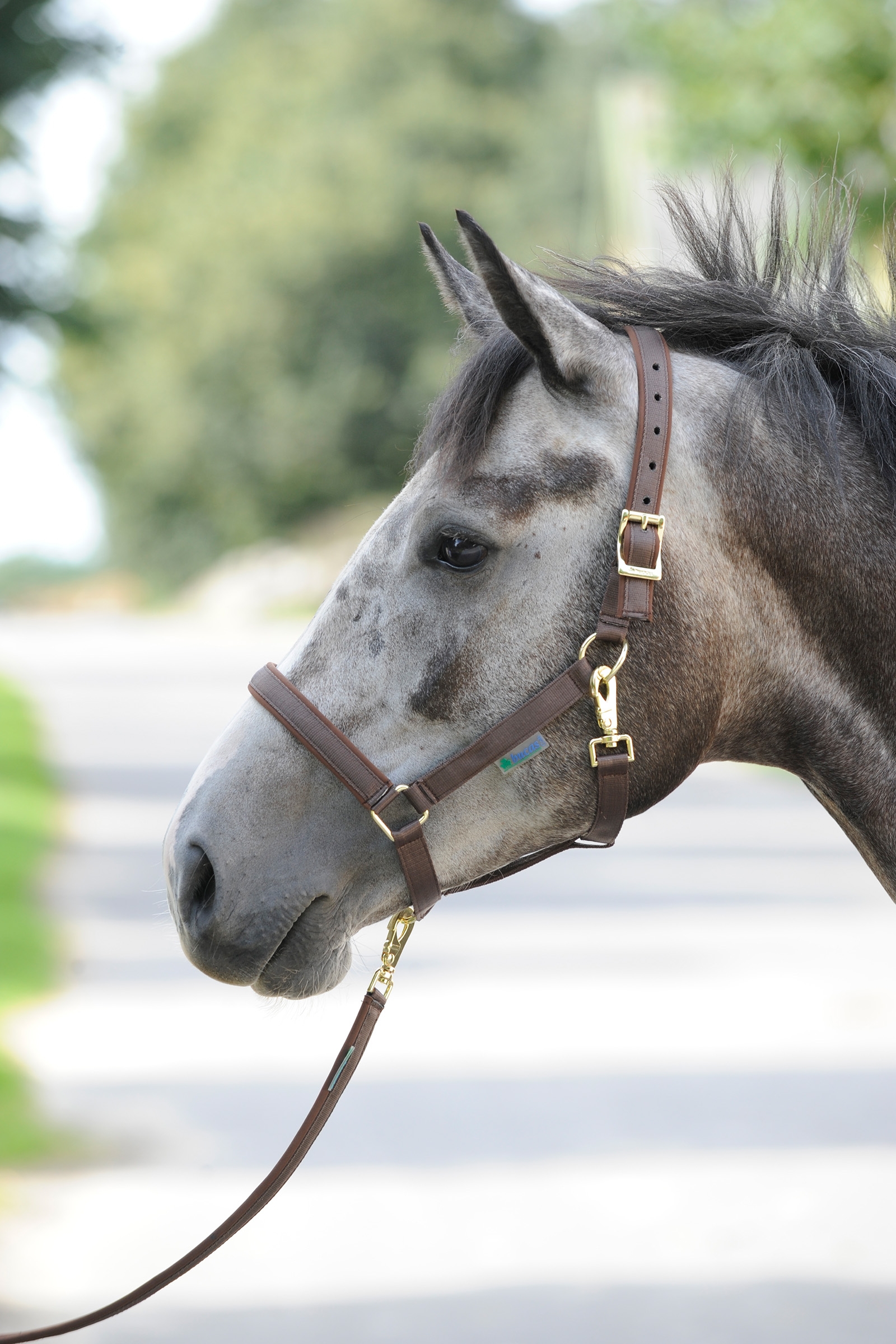 Brown/Brown Cabezada de Cuadra Acolchada Bucas Dublin Luxury