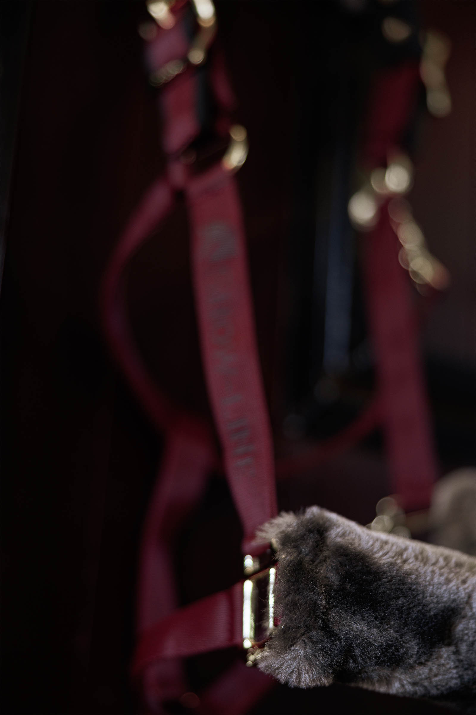 Bucas Show-Line Halter