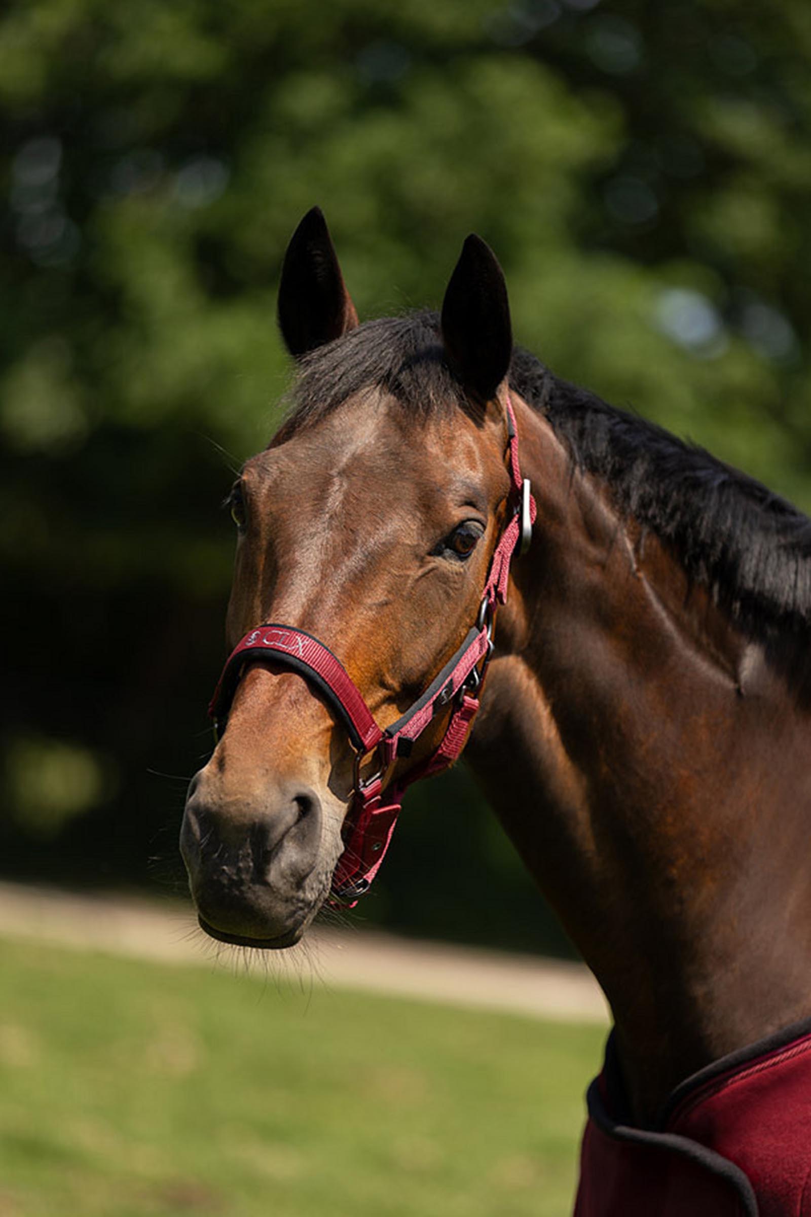 BR CLX cabezada de cuadra