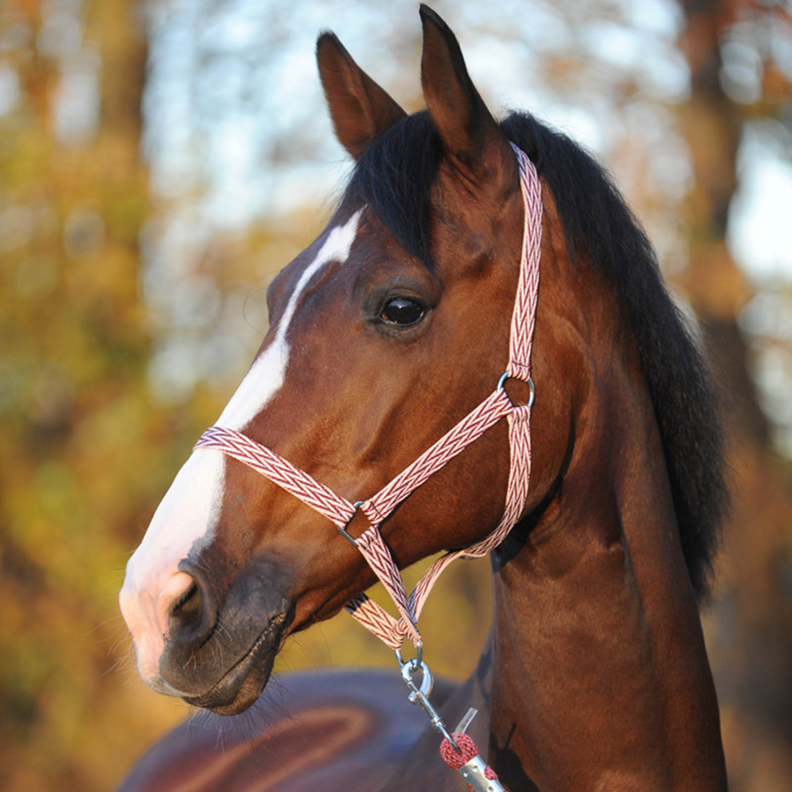 Cabestro Sencillo Kavalkade