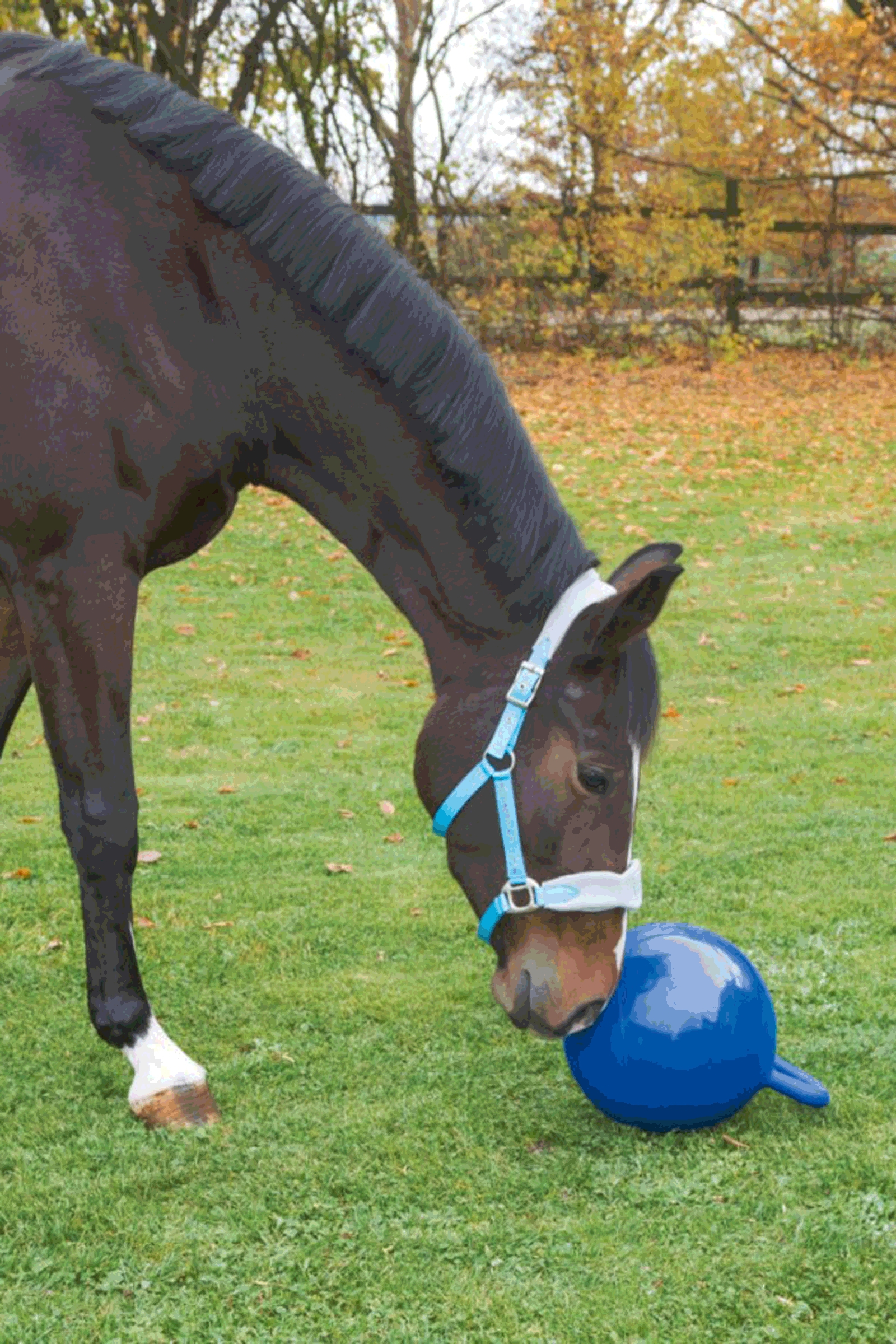 Kerbl Pelota caballos