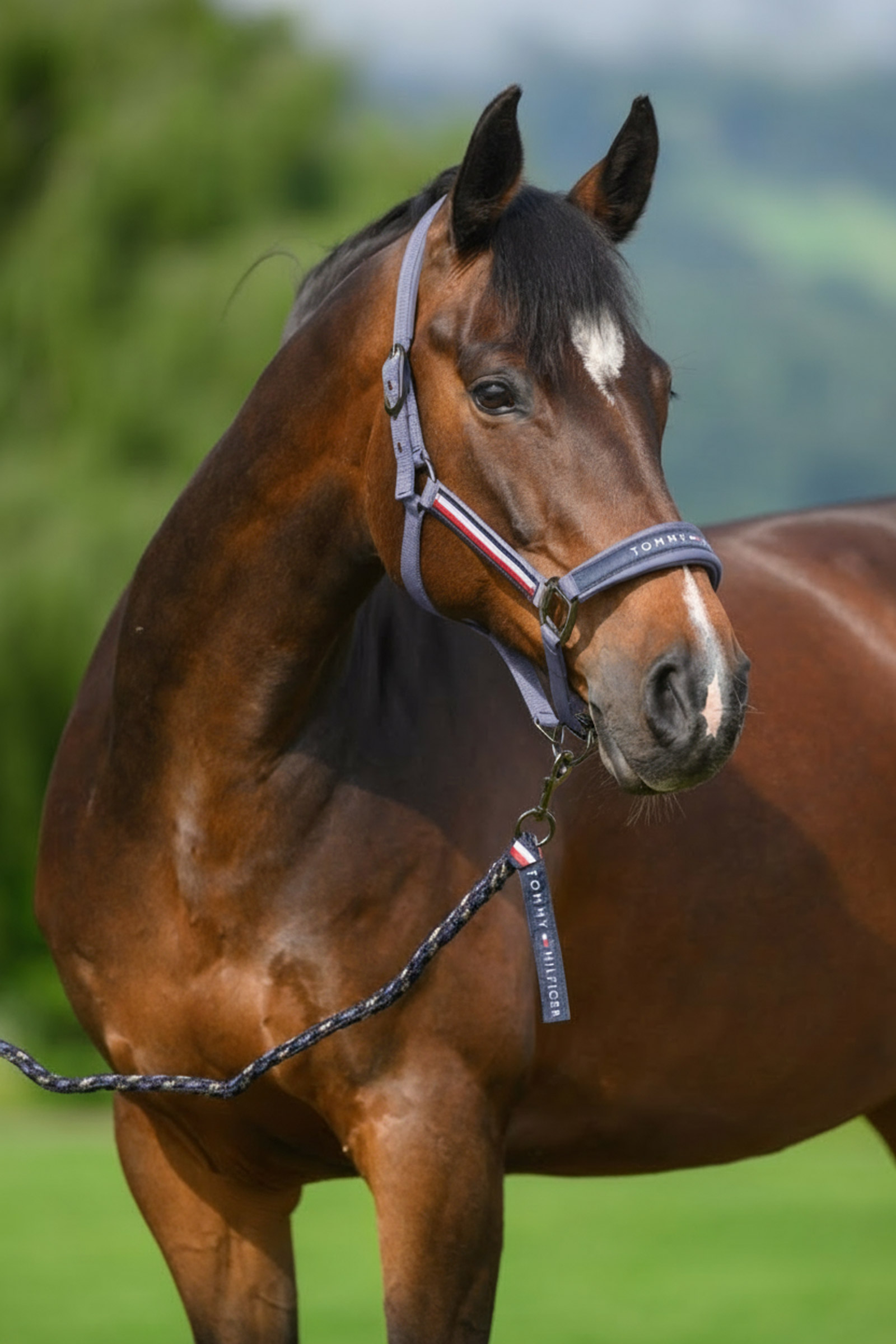 Faded Indigo Tommy Hilfiger Equestrian Yale set de cabezada y ramal