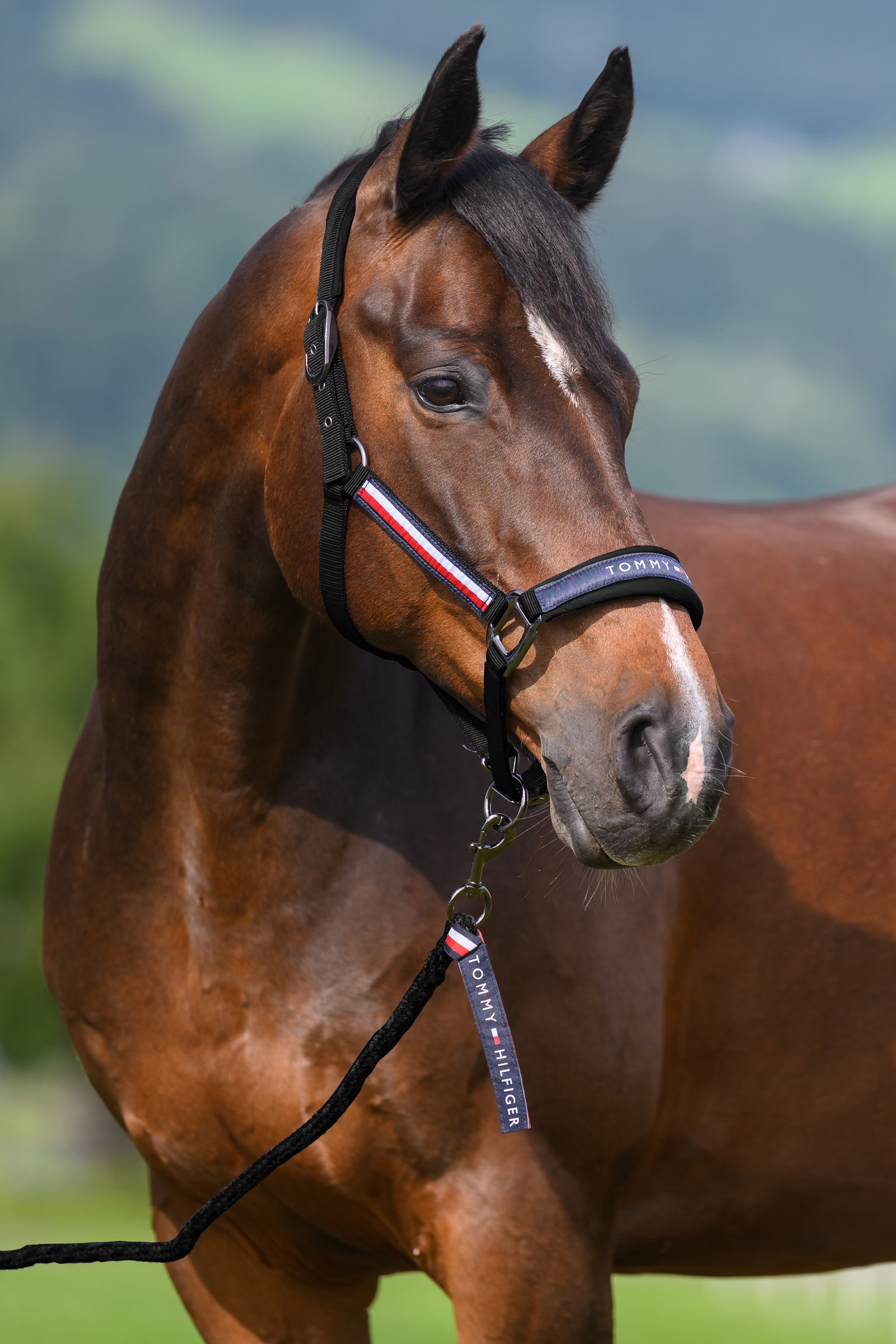 Black Tommy Hilfiger Equestrian Yale set de cabezada y ramal
