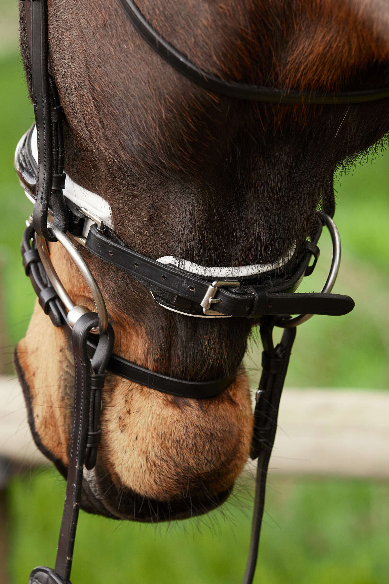 Kavalkade Charlotte Dressage Bridle Crank Noseband