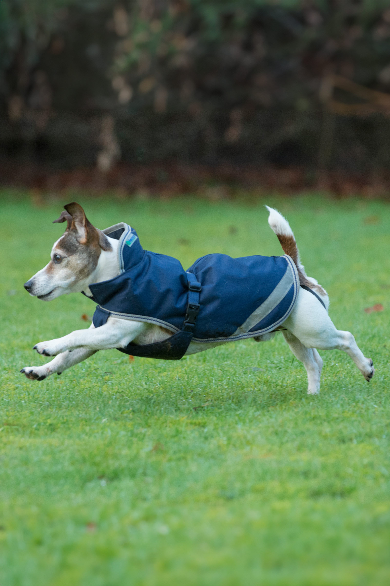 Bucas Freedom Manta para Perro, 300g (30-45 cm)