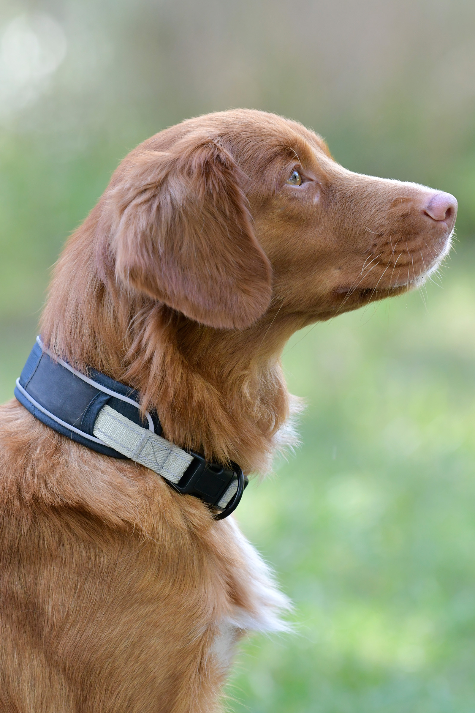 Collar de perro Weatherbeeta Explorer