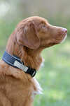Collar de perro Weatherbeeta Explorer
