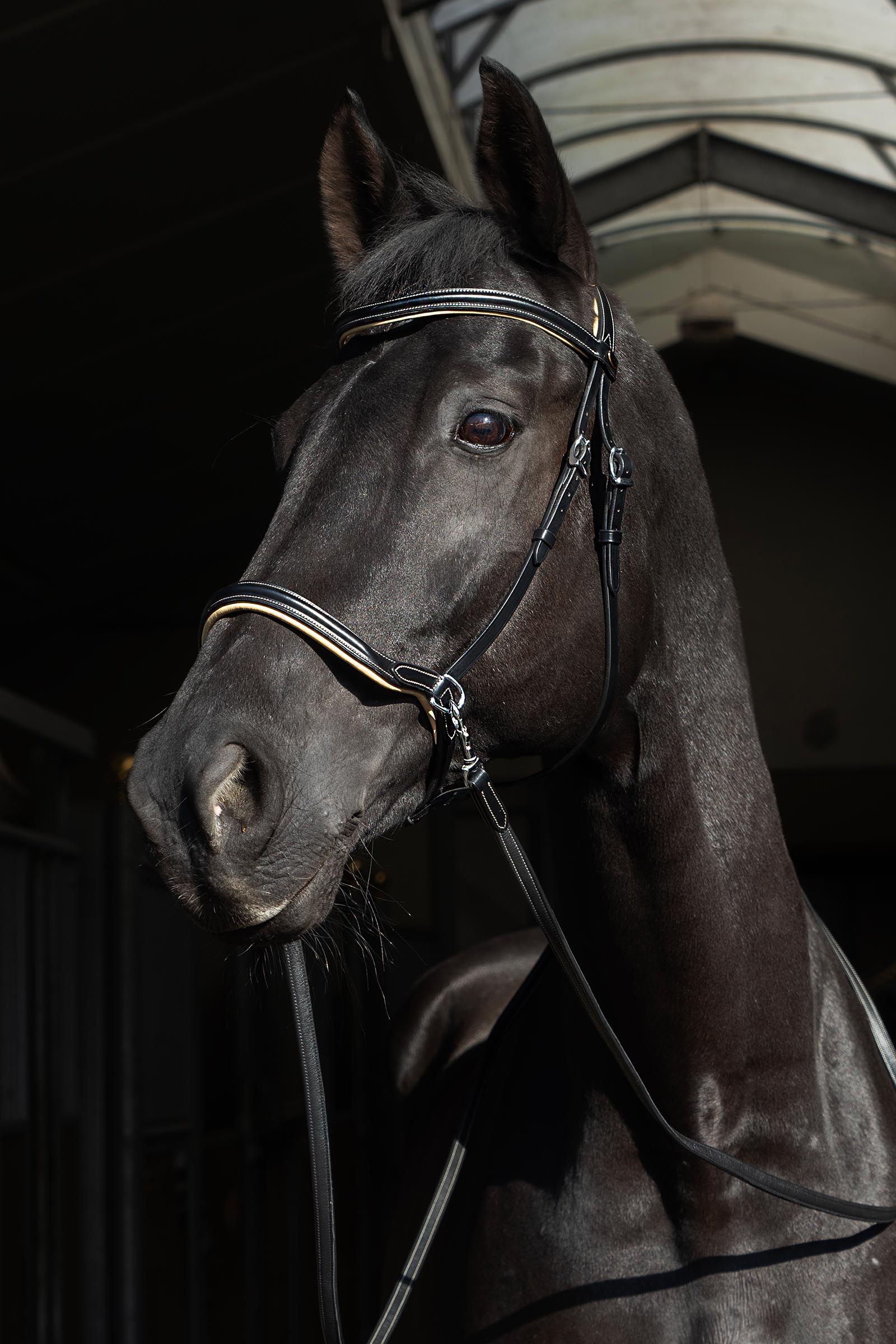 F.R.A. Freedom Riding Articles Sidepull Kiona con riendas  