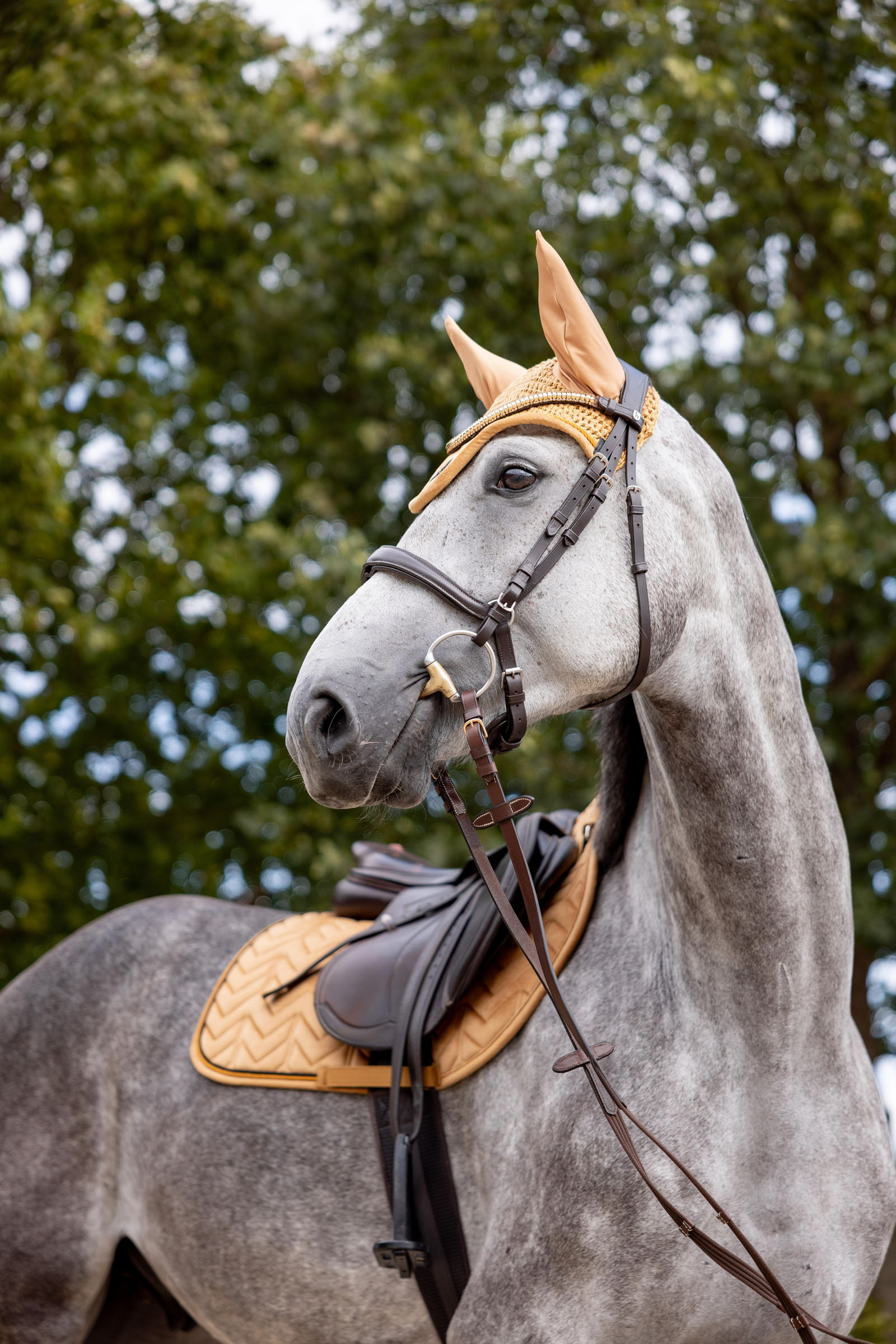 Horze Del&eacute;mont Orejeras 