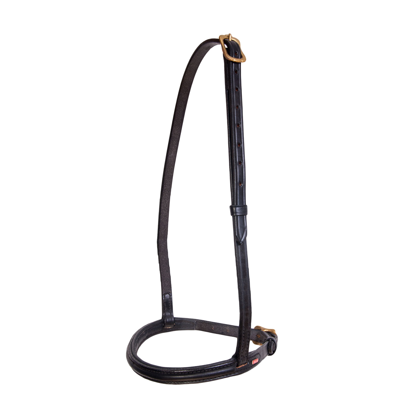 Muserola inglesa Karlslund Islandia