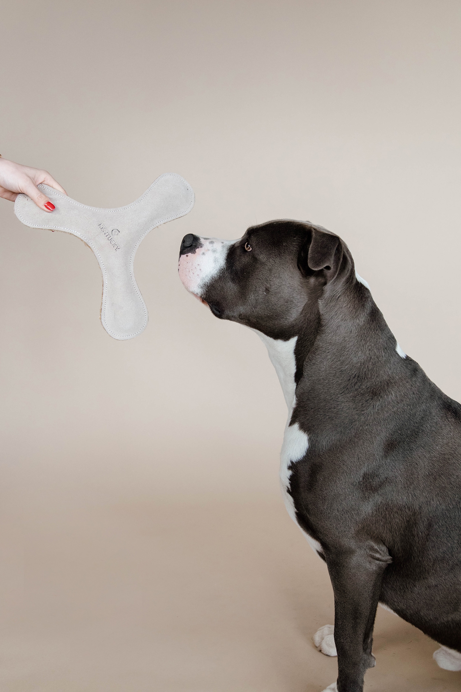 Boomerang de Juguete Pastel para Perro Kentucky Dogwear