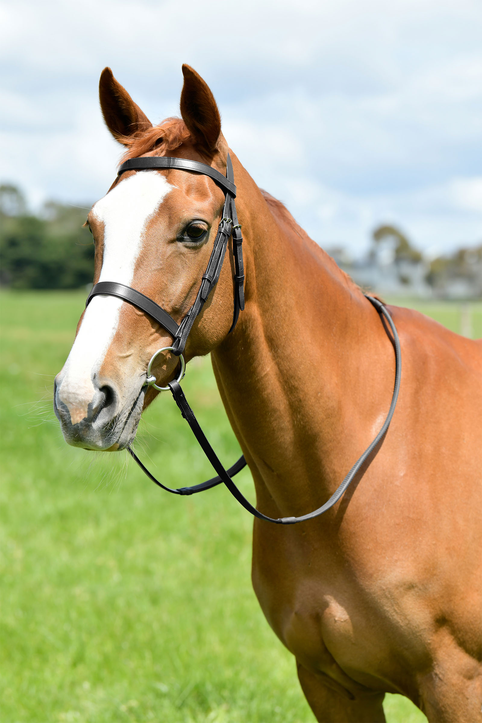 Black Kincade Classic cabezada de caza plana con riendas