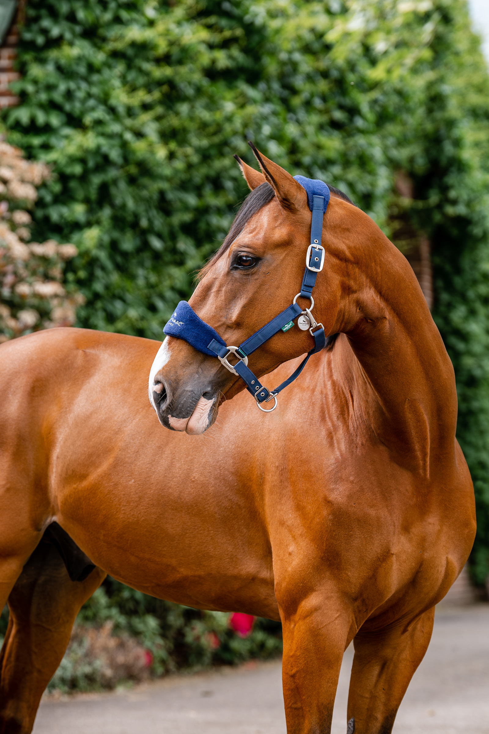 Horseware Signature Cabestro de Cuidado