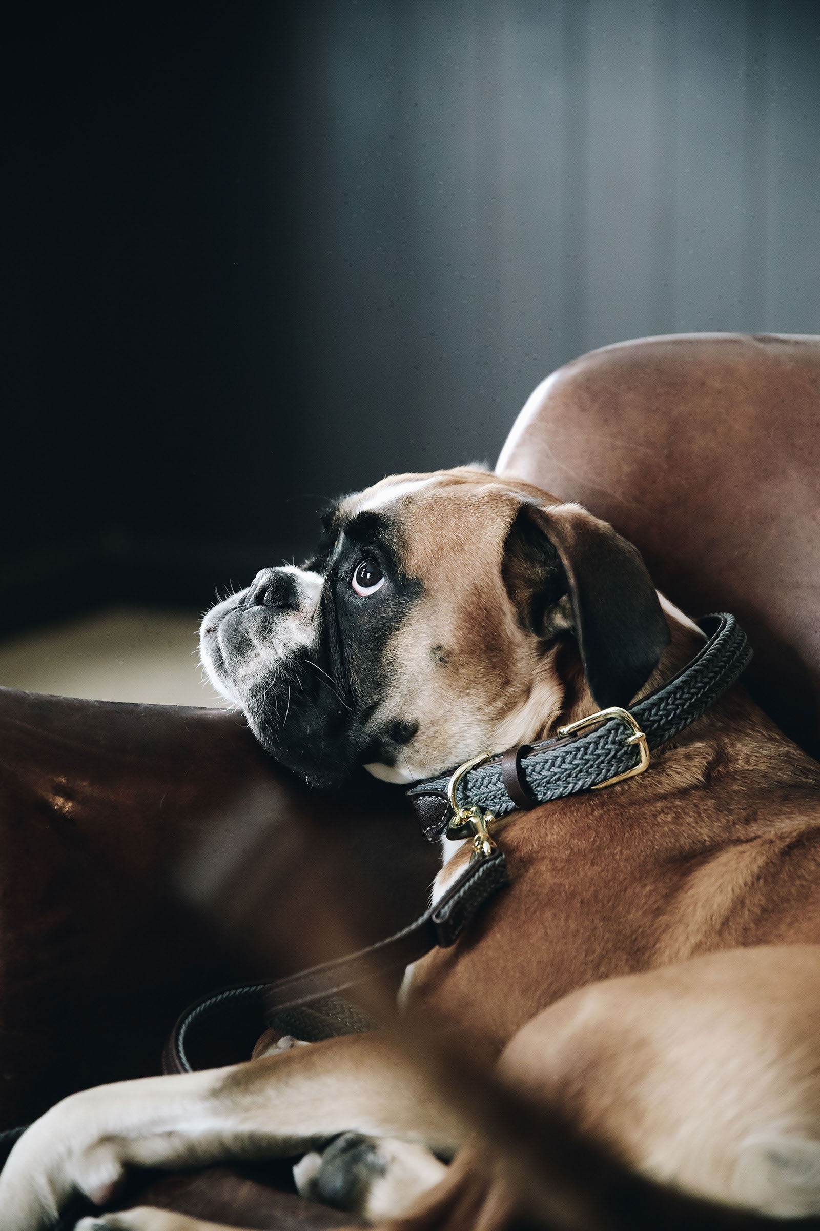 Grey Kentucky Dogwear collar de perro de nailon trenzado