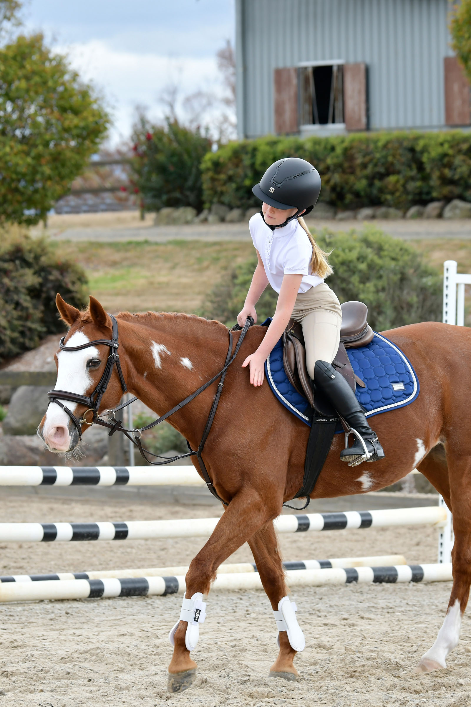 Collegiate Comfitec Opulux cabezada sencilla acolchada con muserola combinada tipo hannoveriano