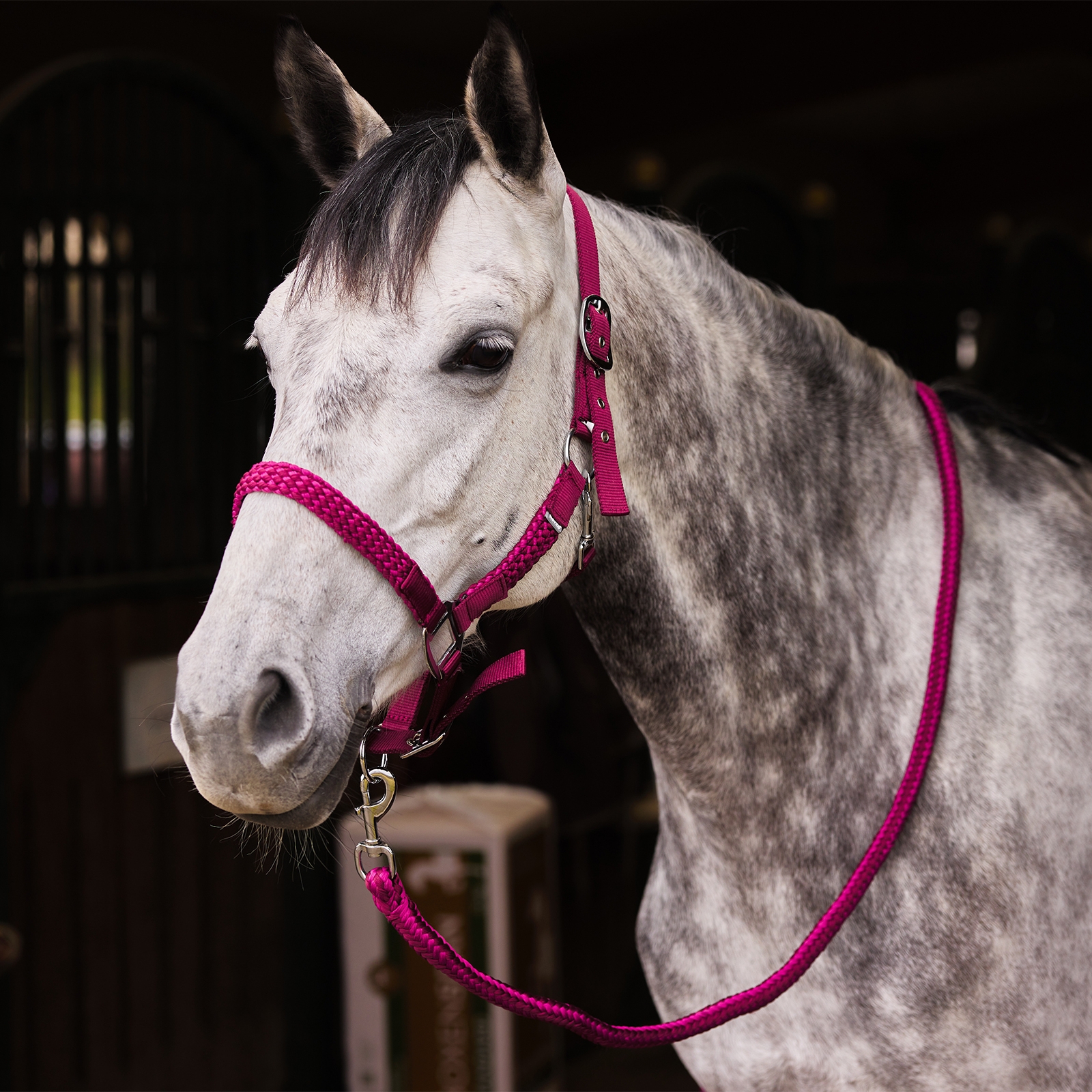Conjunto de Cabezada & Ramal HorzeChicago