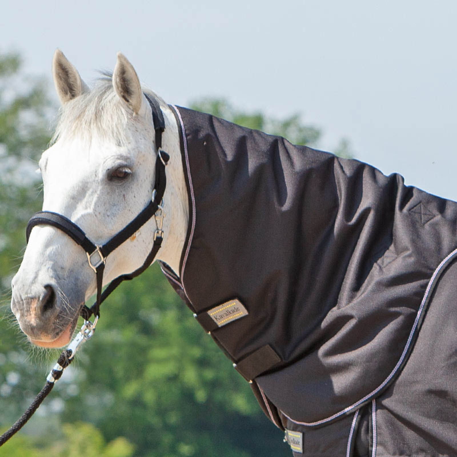 Black Cuello Kavalkade para Alaska IV, 100 g