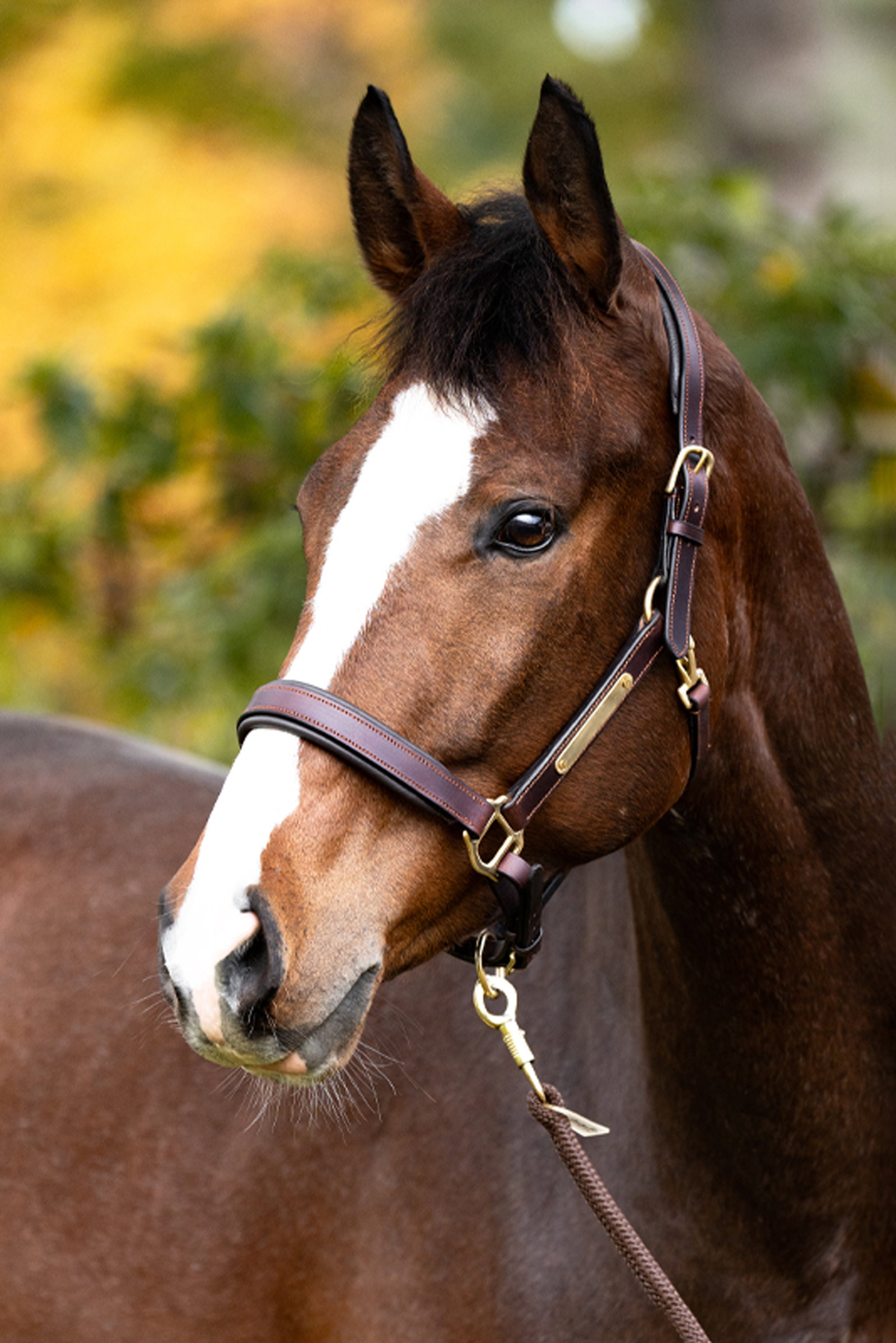 Kavalkade cabezada de cuero Cinta