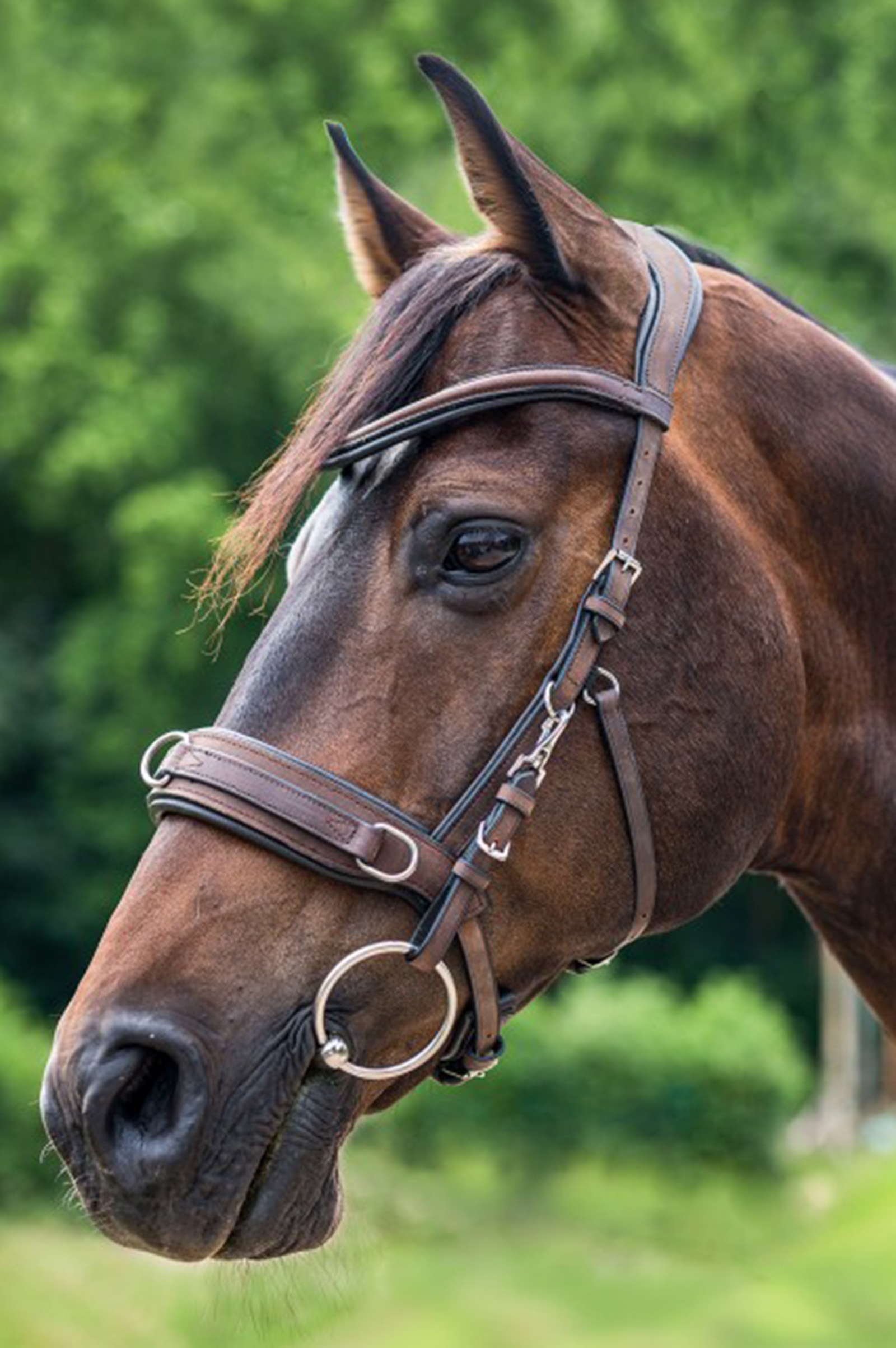 Waldhausen Anatomic Cabezada Con Serreta De Cuero