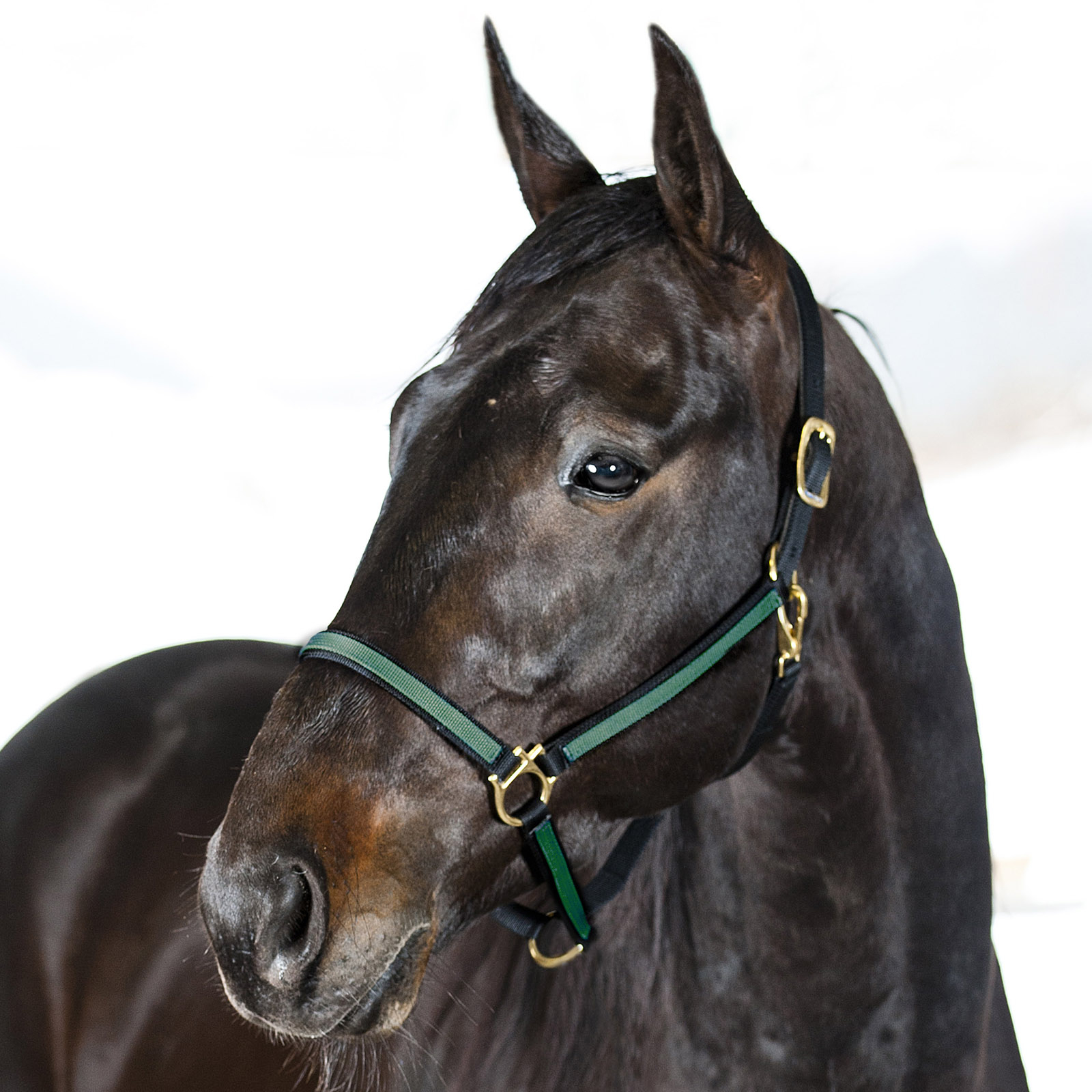Black/Dark Green Cabestro Finntack Pro de nailon sintético Yankee
