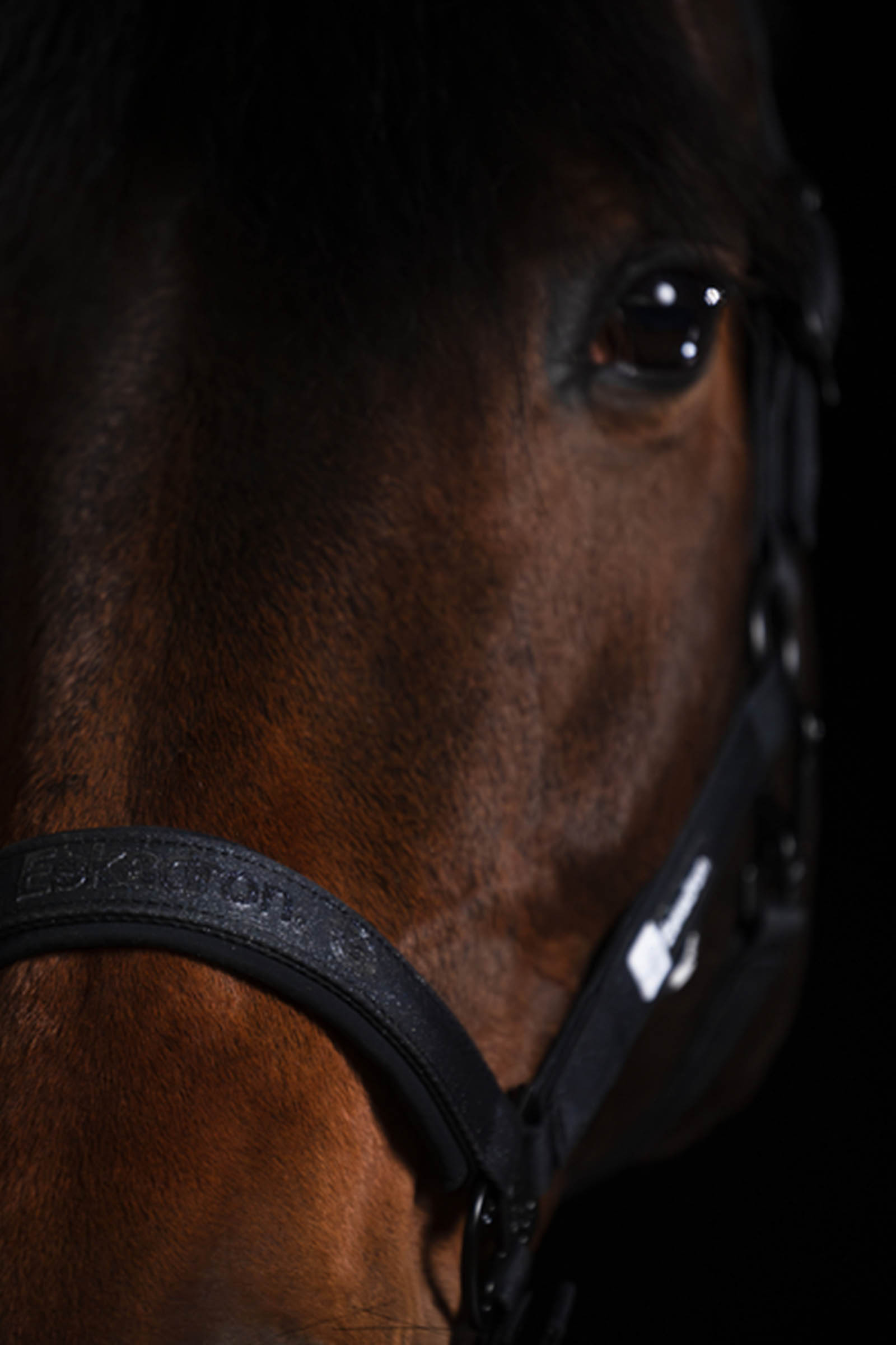 Eskadron Dynamics AW25 cabezada cuadra con brillo y hebilla doble